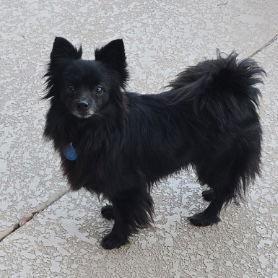 Samantha, Adoptable, Adult Female Pomeranian.