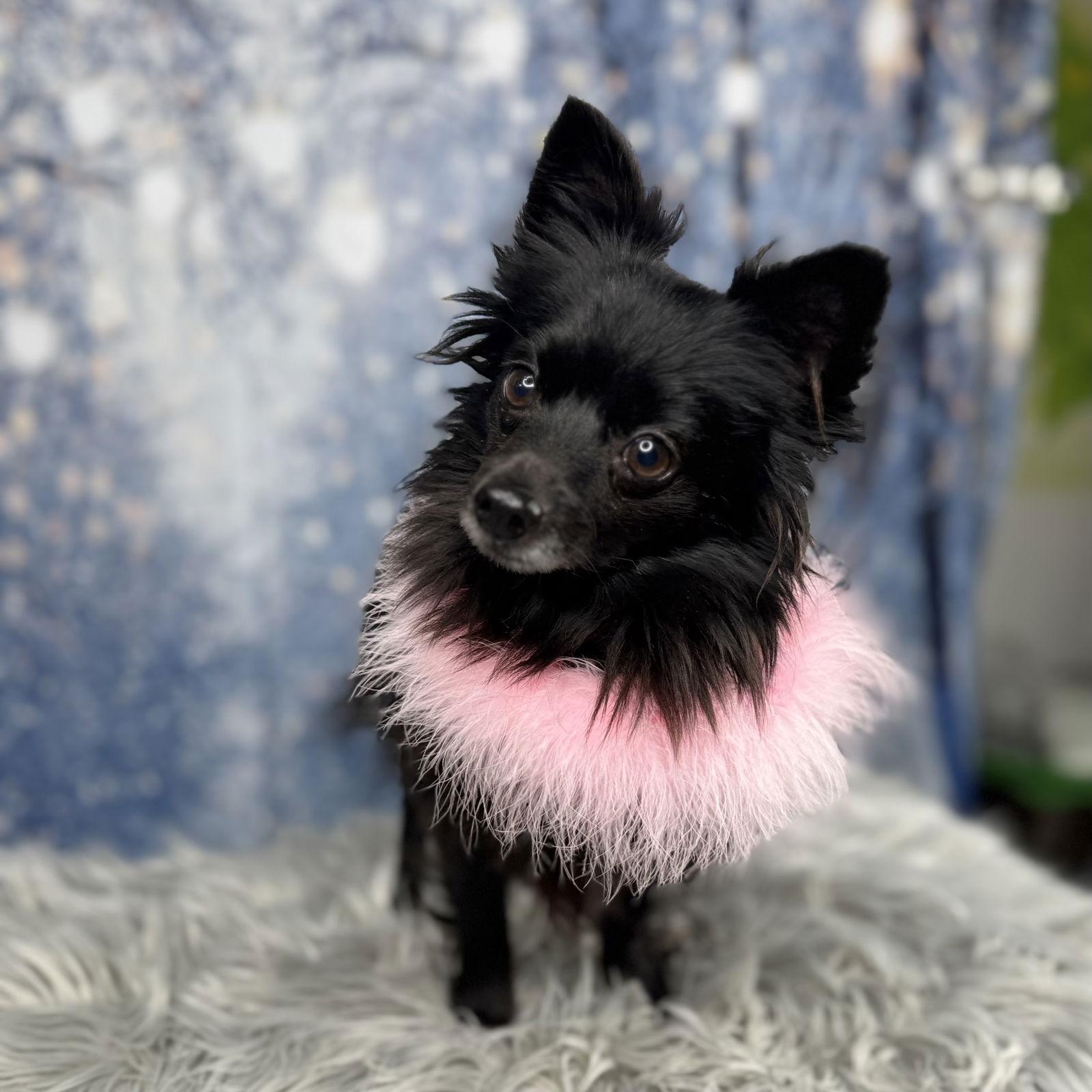 Enlarge Samantha, a Adoptable Pomeranian in Garland, TX image 2/3