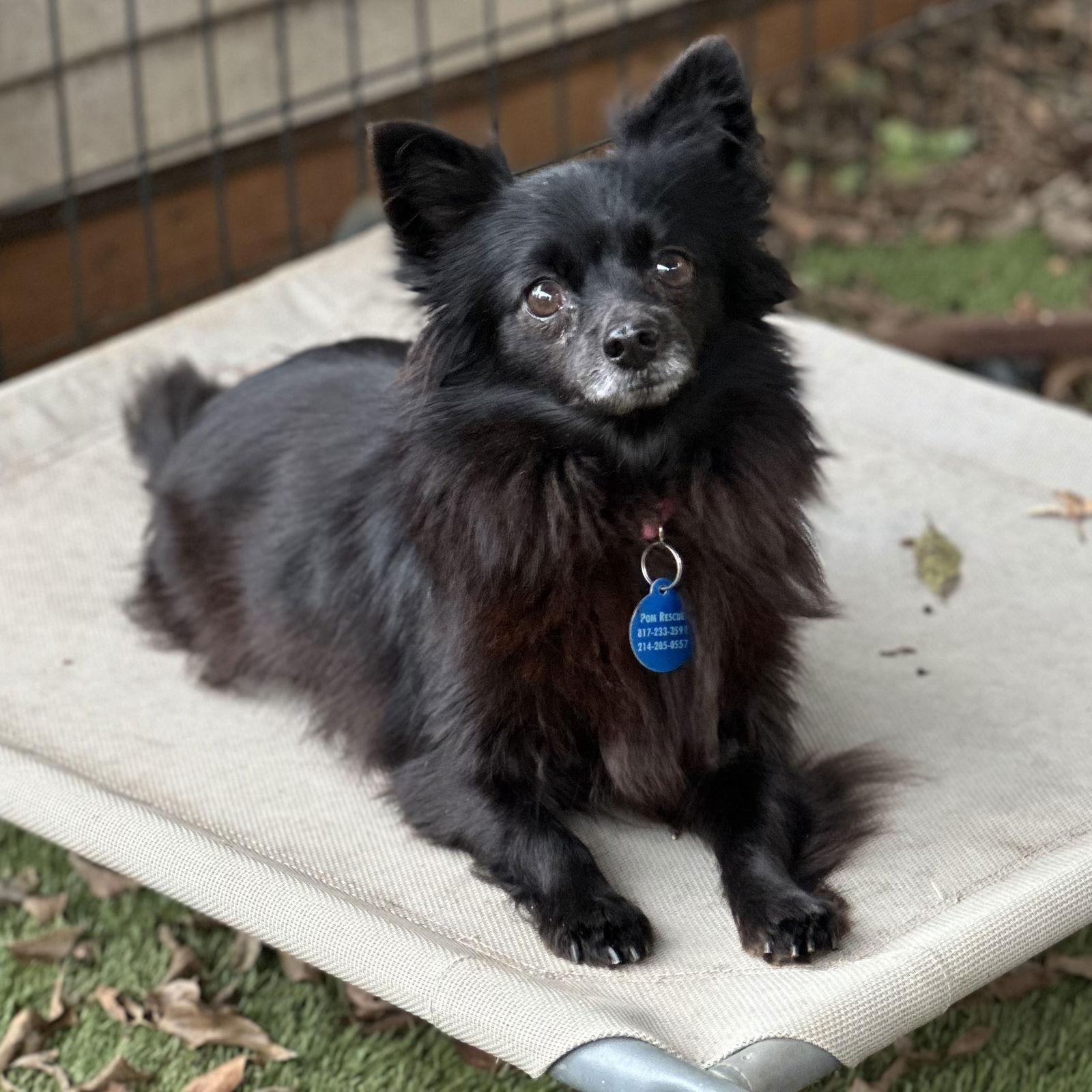 Enlarge Samantha, a Adoptable Pomeranian in Garland, TX image 3/3