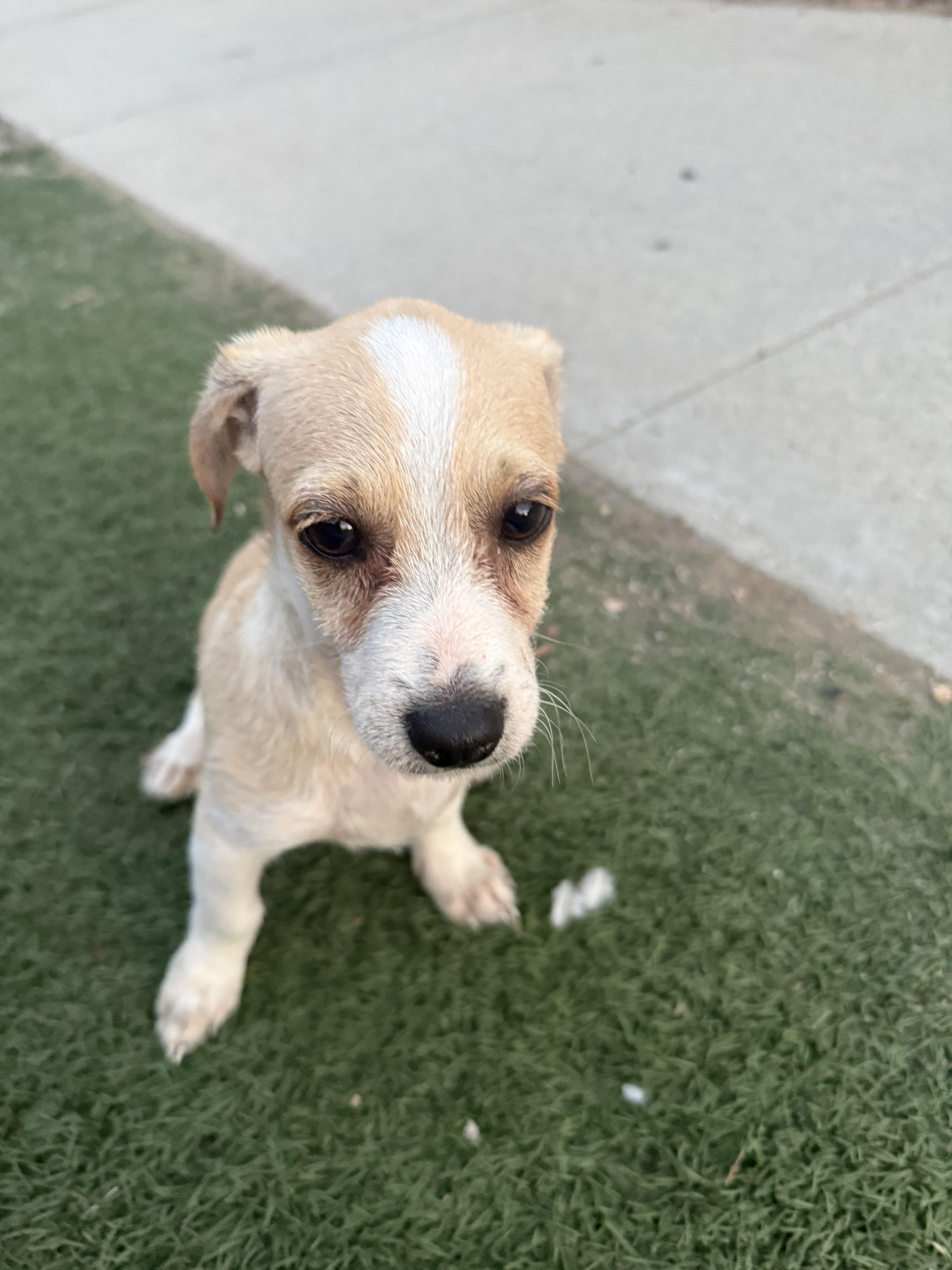 Enlarge Chispa, a Adopted mixed breed in Chula Vista, CA image 2/4