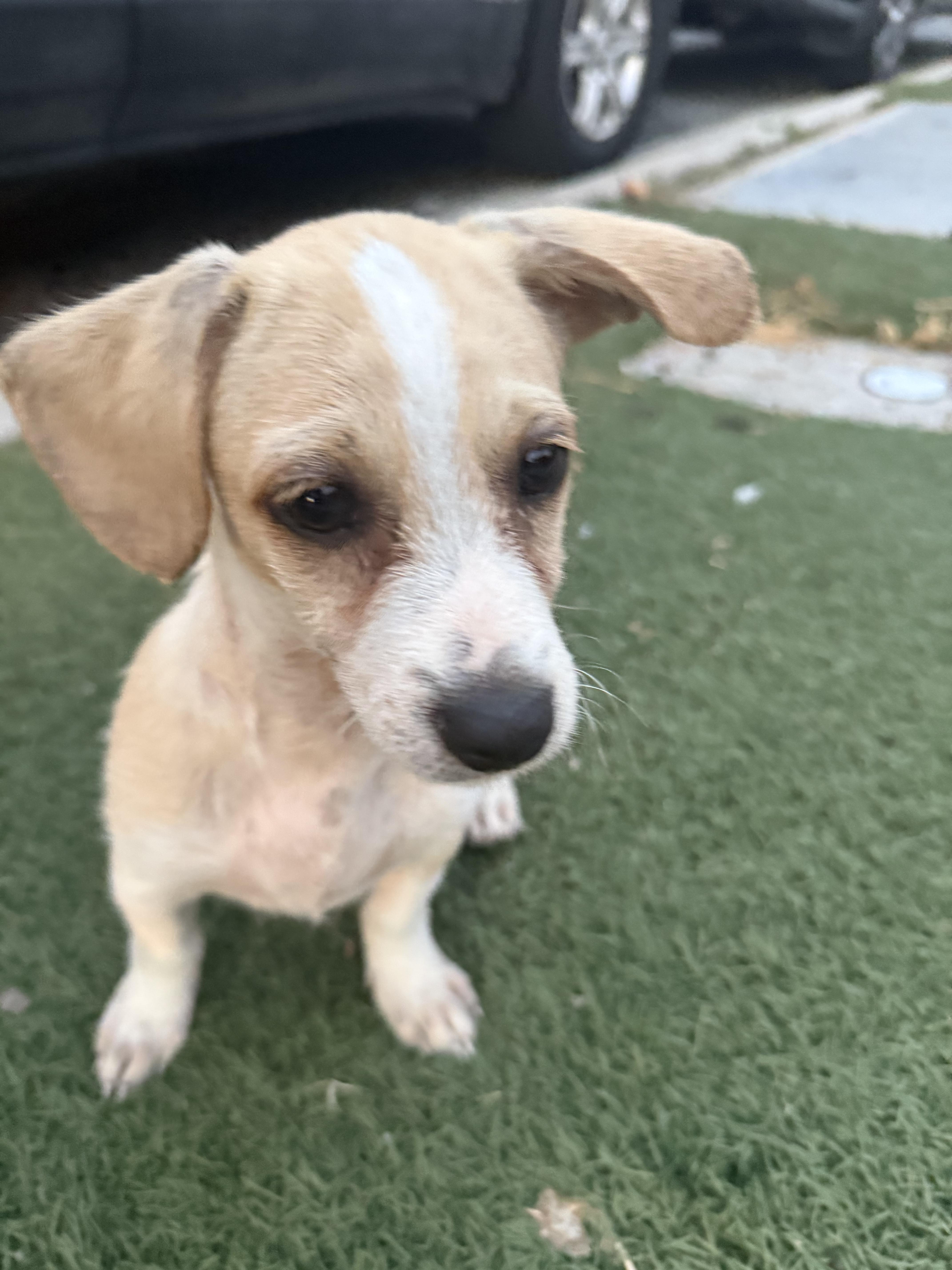 Chispa, Adopted, Puppy Female Chiweenie.