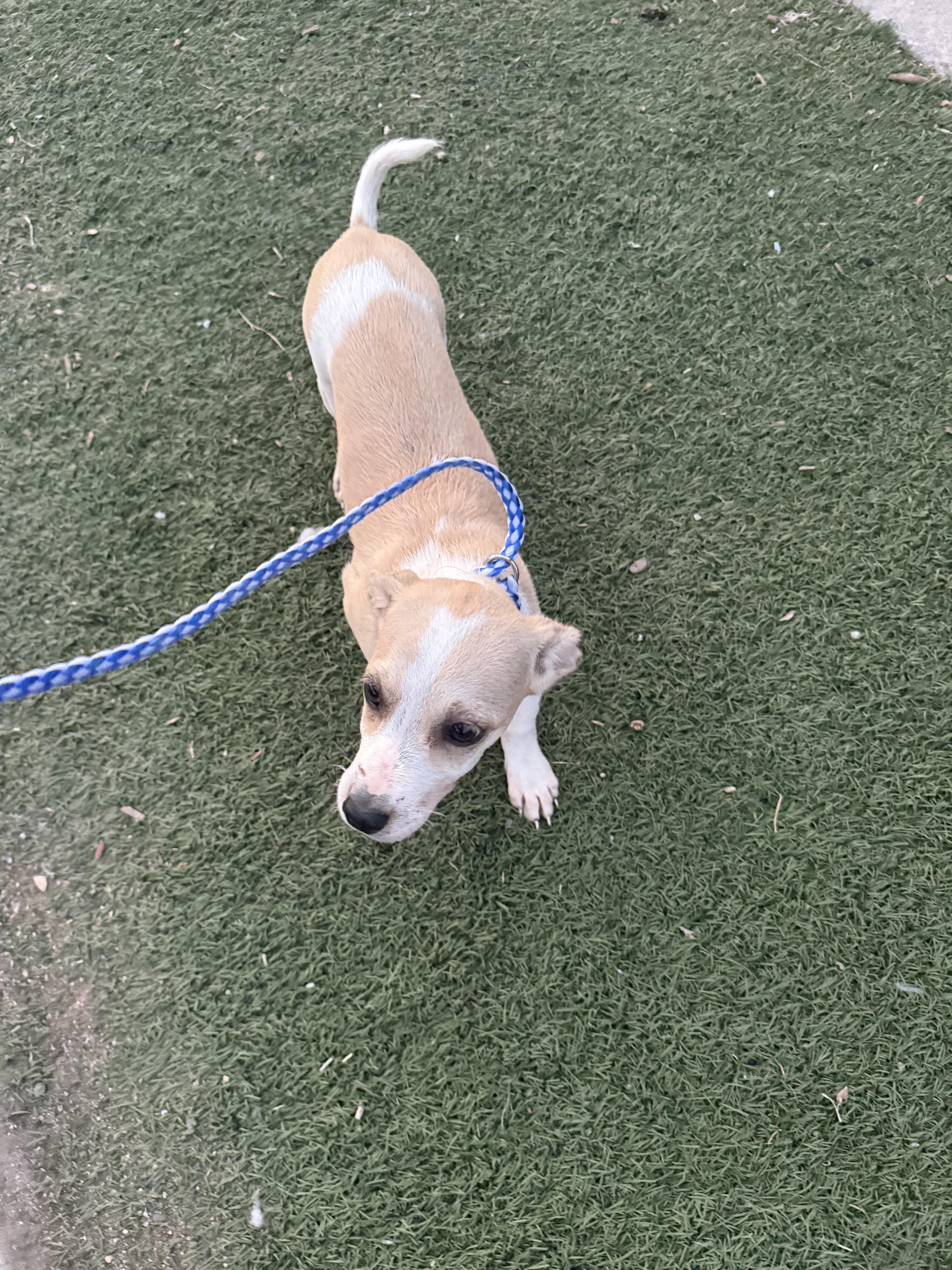 Enlarge Chispa, a Adopted mixed breed in Chula Vista, CA image 3/4