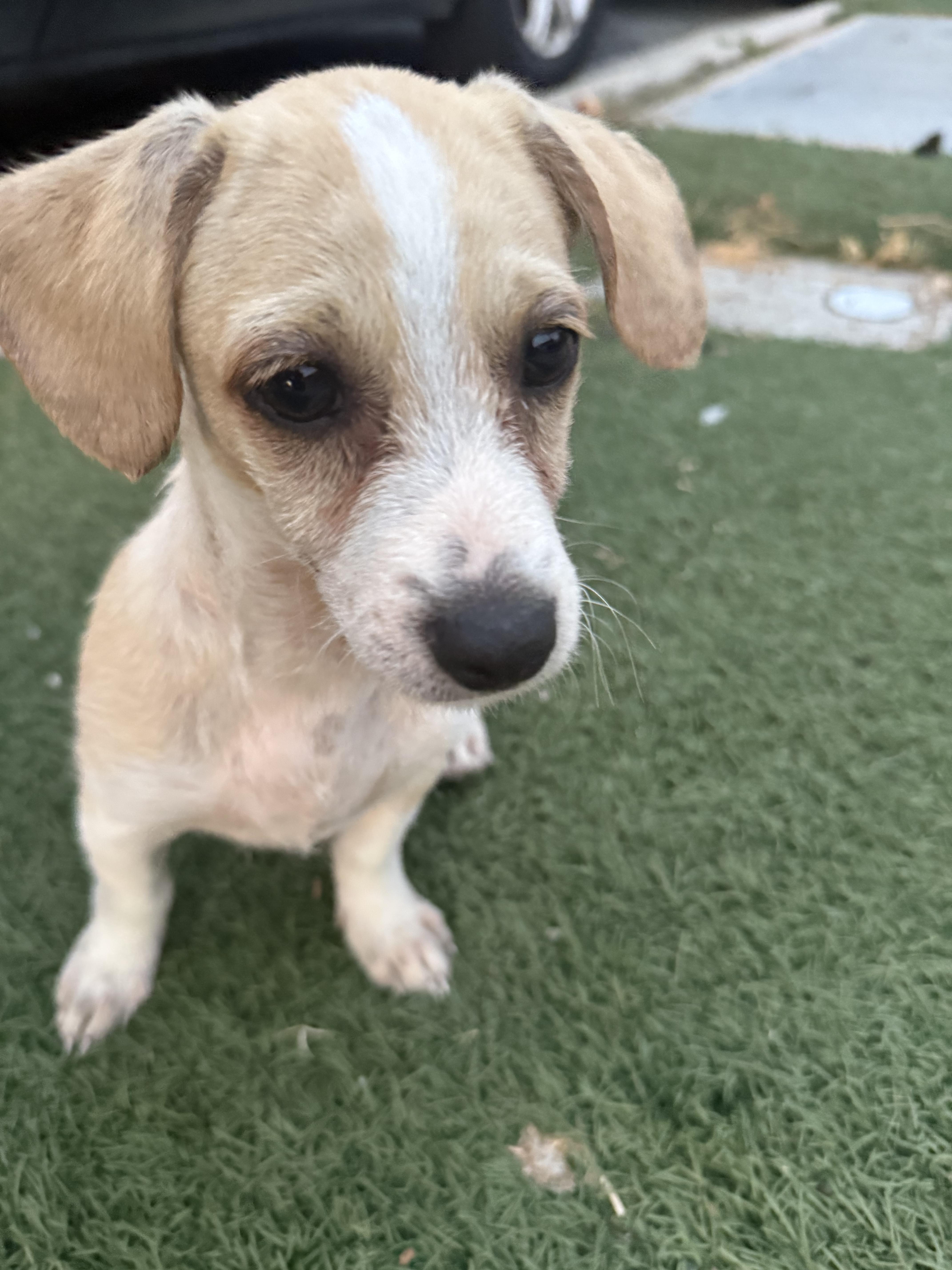 Enlarge Chispa, a Adopted mixed breed in Chula Vista, CA image 4/4