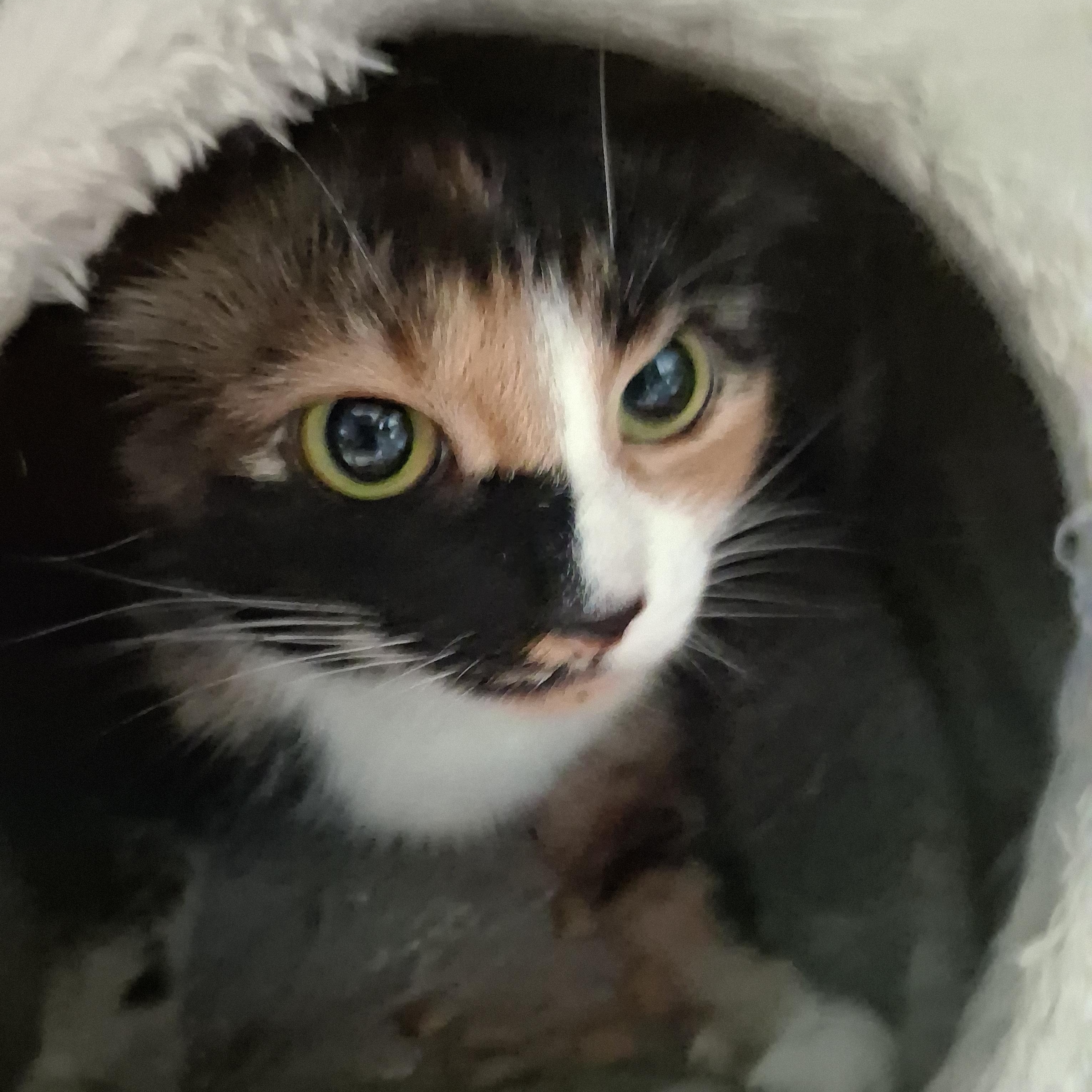 Darla, ADOPTABLE, Adult Female Domestic Short Hair.