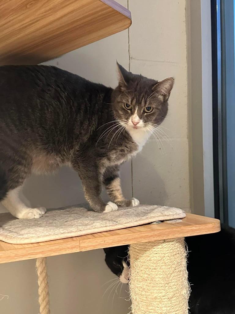 Enlarge Martini, a Adoptable mixed breed in Dalton, GA image 3/6