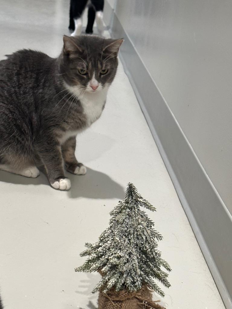 Martini, a Adoptable mixed breed in Dalton, GA image 1/6