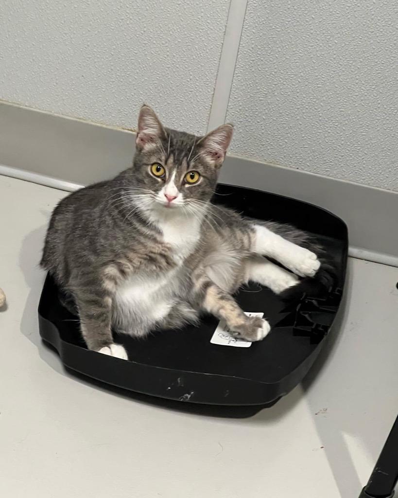 Enlarge Martini, a Adoptable mixed breed in Dalton, GA image 5/6