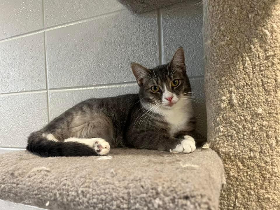 Enlarge Martini, a Adoptable mixed breed in Dalton, GA image 6/6