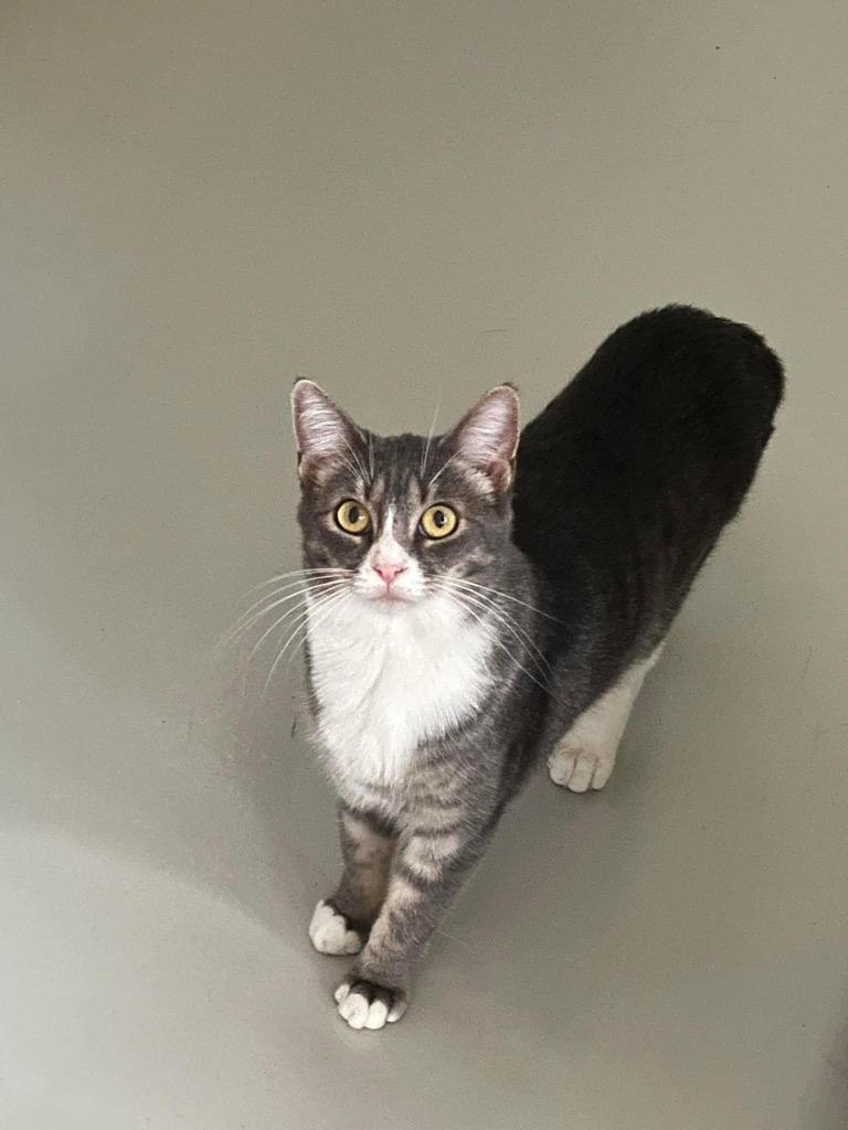 Martini, a Adoptable mixed breed in Dalton, GA image 6/6