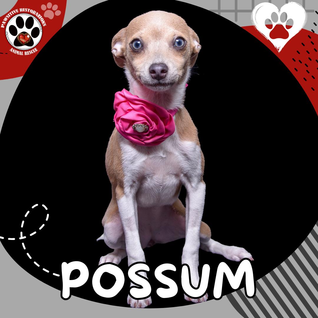POSSUM, an adopted mixed breed in Aurora, CO image 3/5