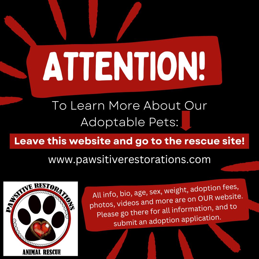 POSSUM, an adopted mixed breed in Aurora, CO image 5/5
