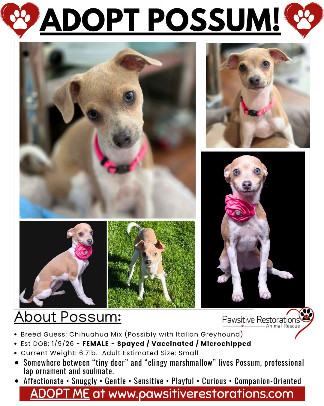 POSSUM, an adopted mixed breed in Aurora, CO image 2/5