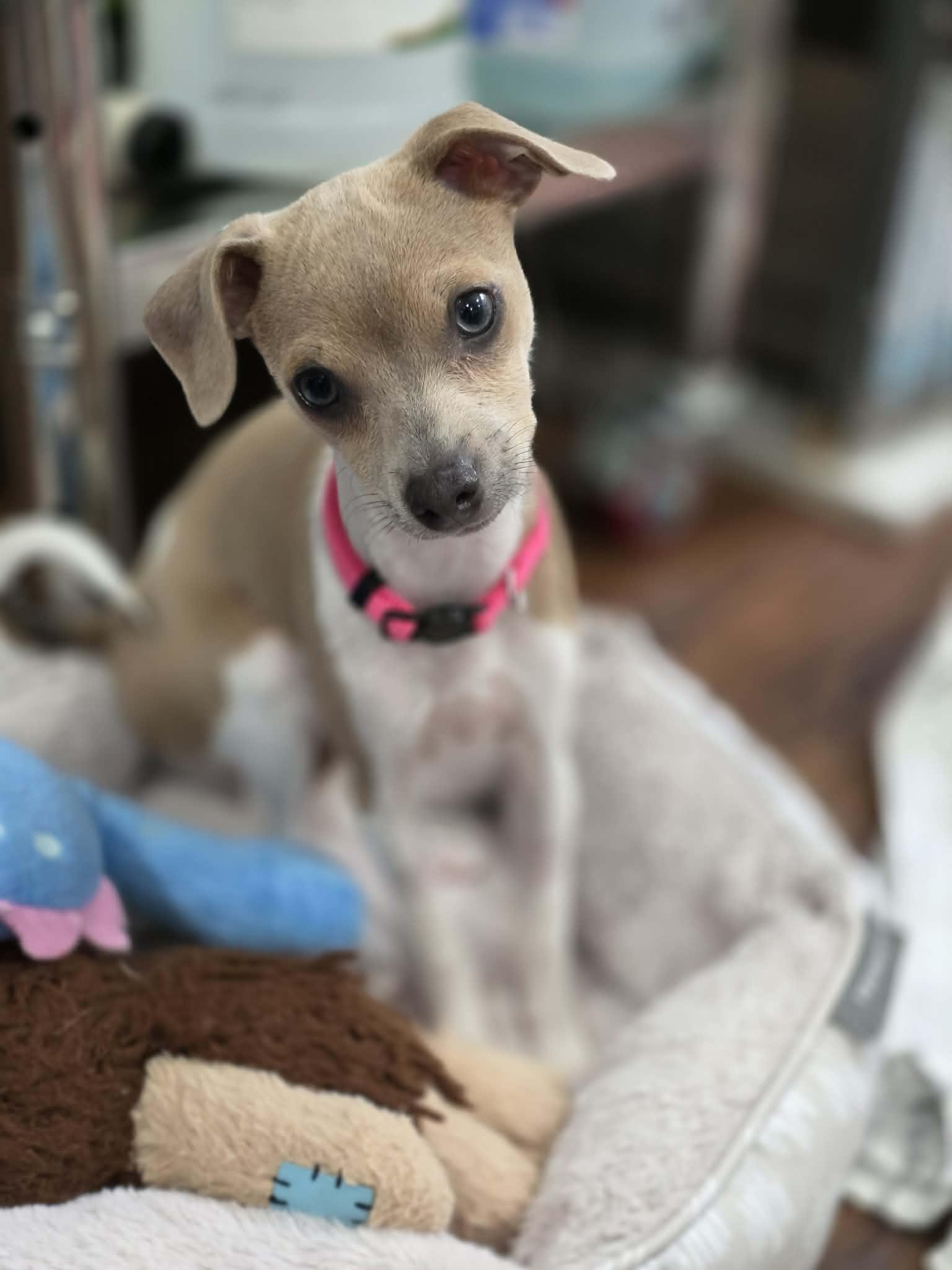 POSSUM, an adopted mixed breed in Aurora, CO image 4/5