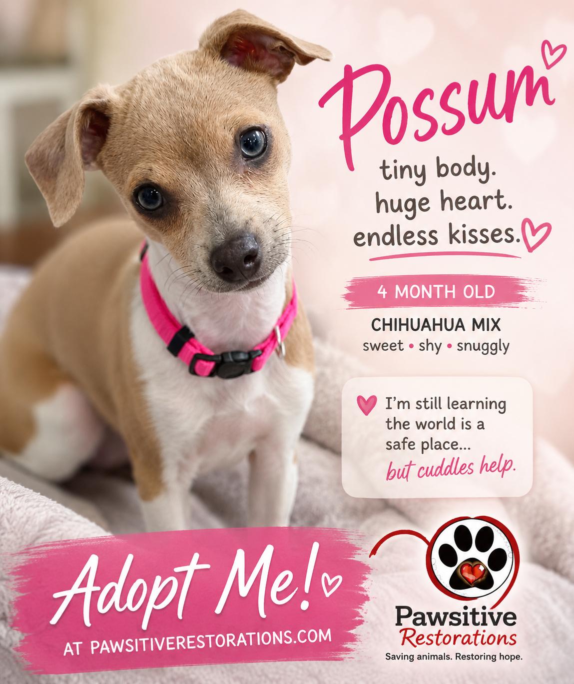 POSSUM, an adopted mixed breed in Aurora, CO image 1/5