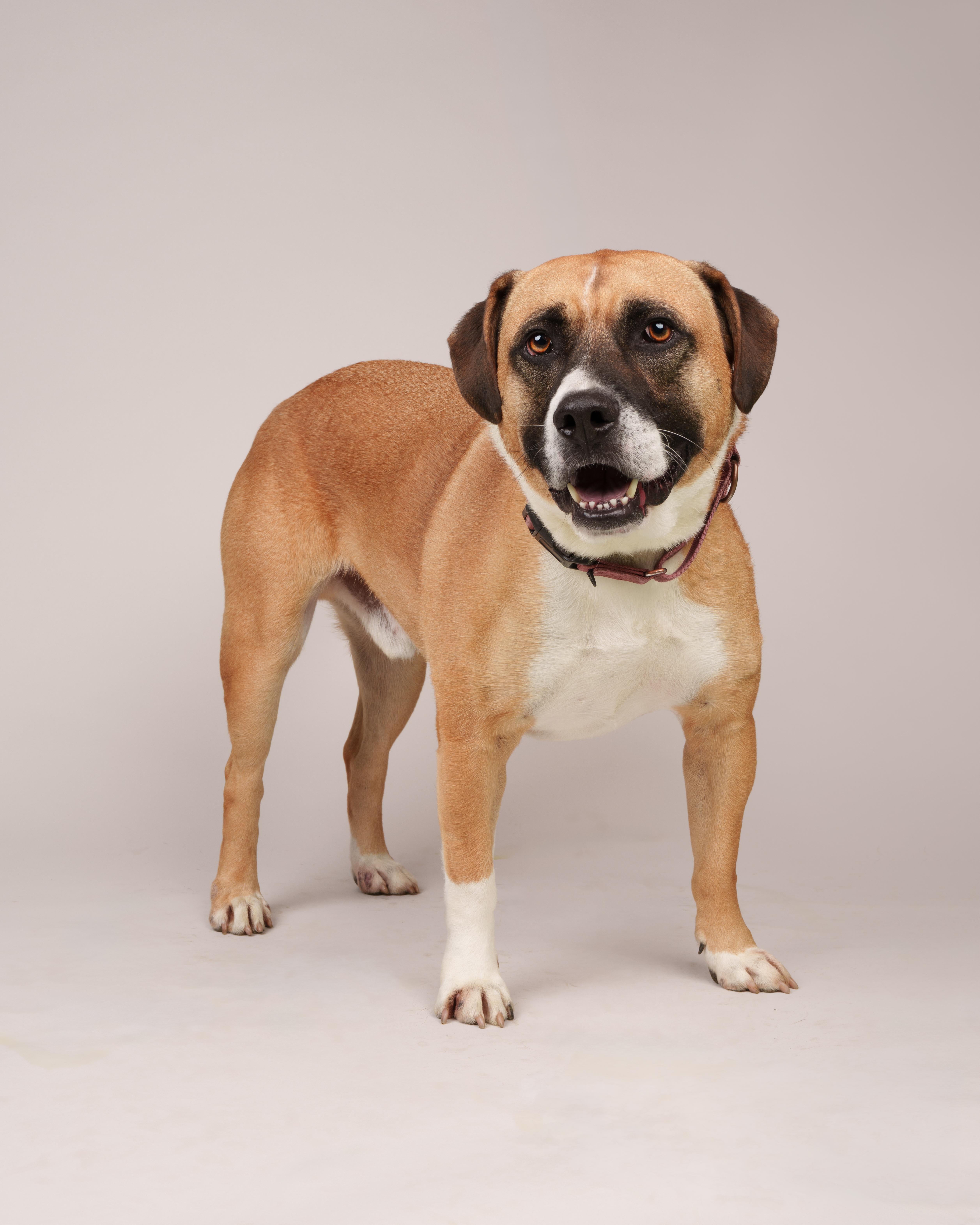 Dexter, Adoptable, Adult Male American Bulldog.