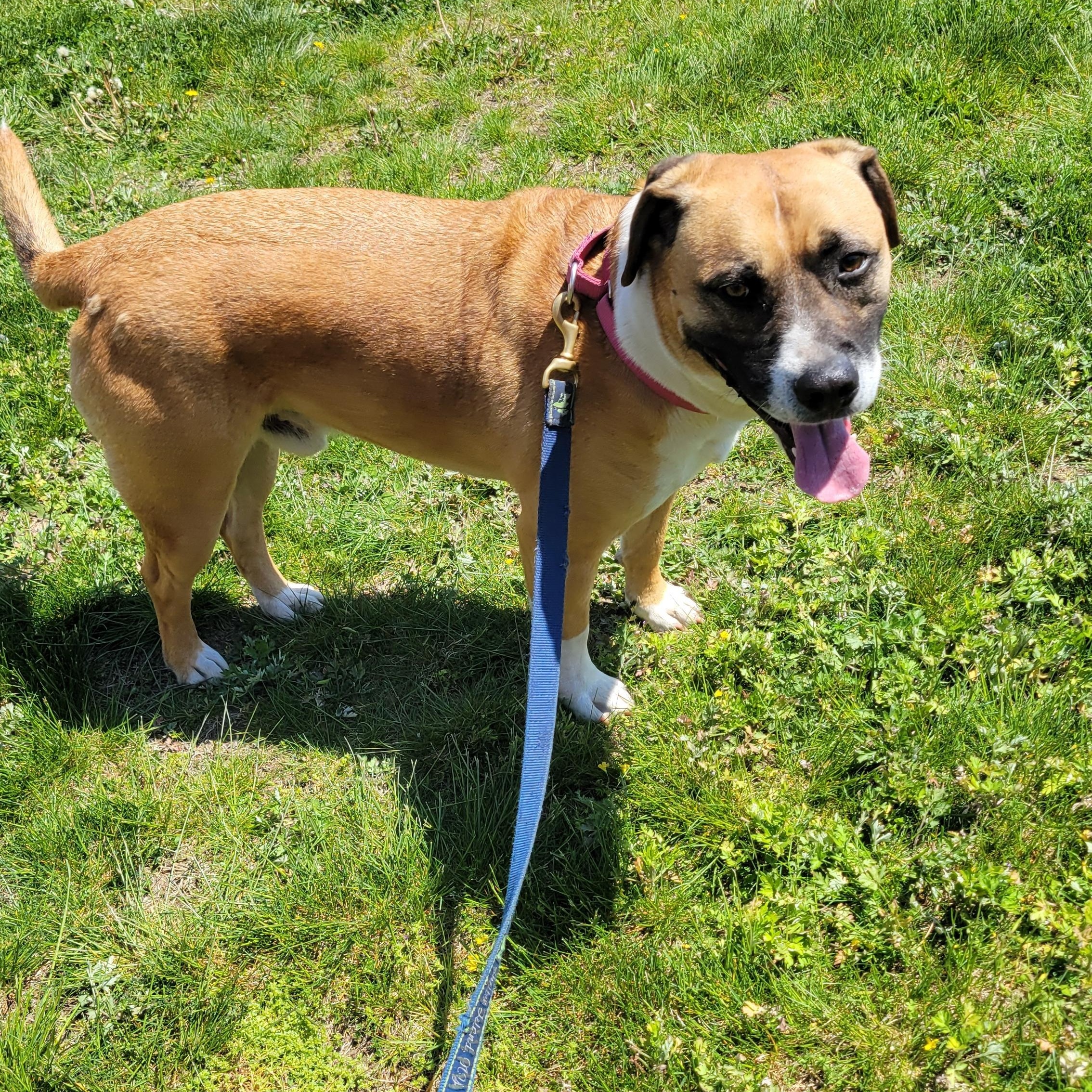 Enlarge Dexter, a ADOPTABLE mixed breed in Southold, NY image 1/1