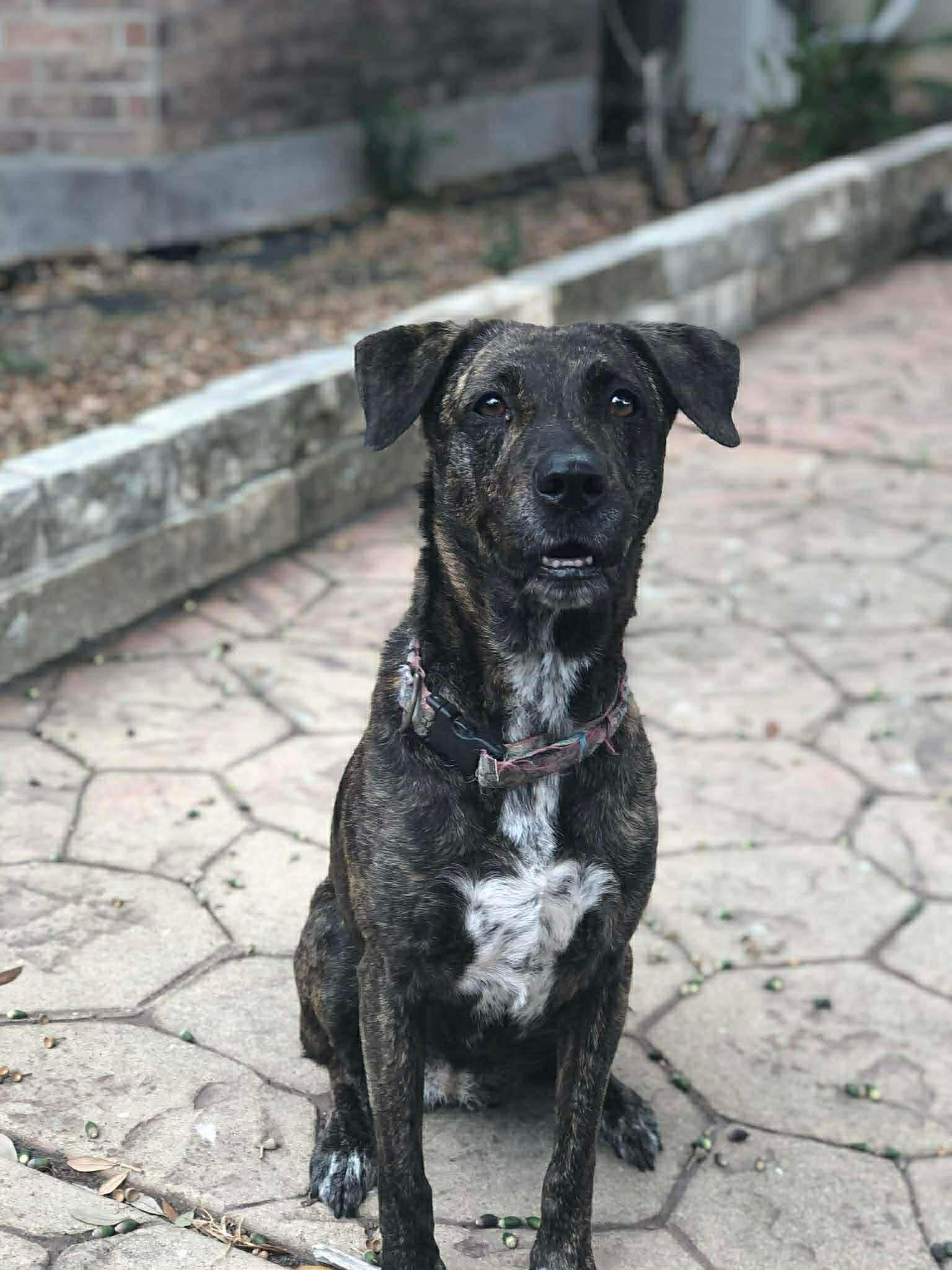 Sadie, Adoptable, Adult Female Black Labrador Retriever & Catahoula Leopard Dog.