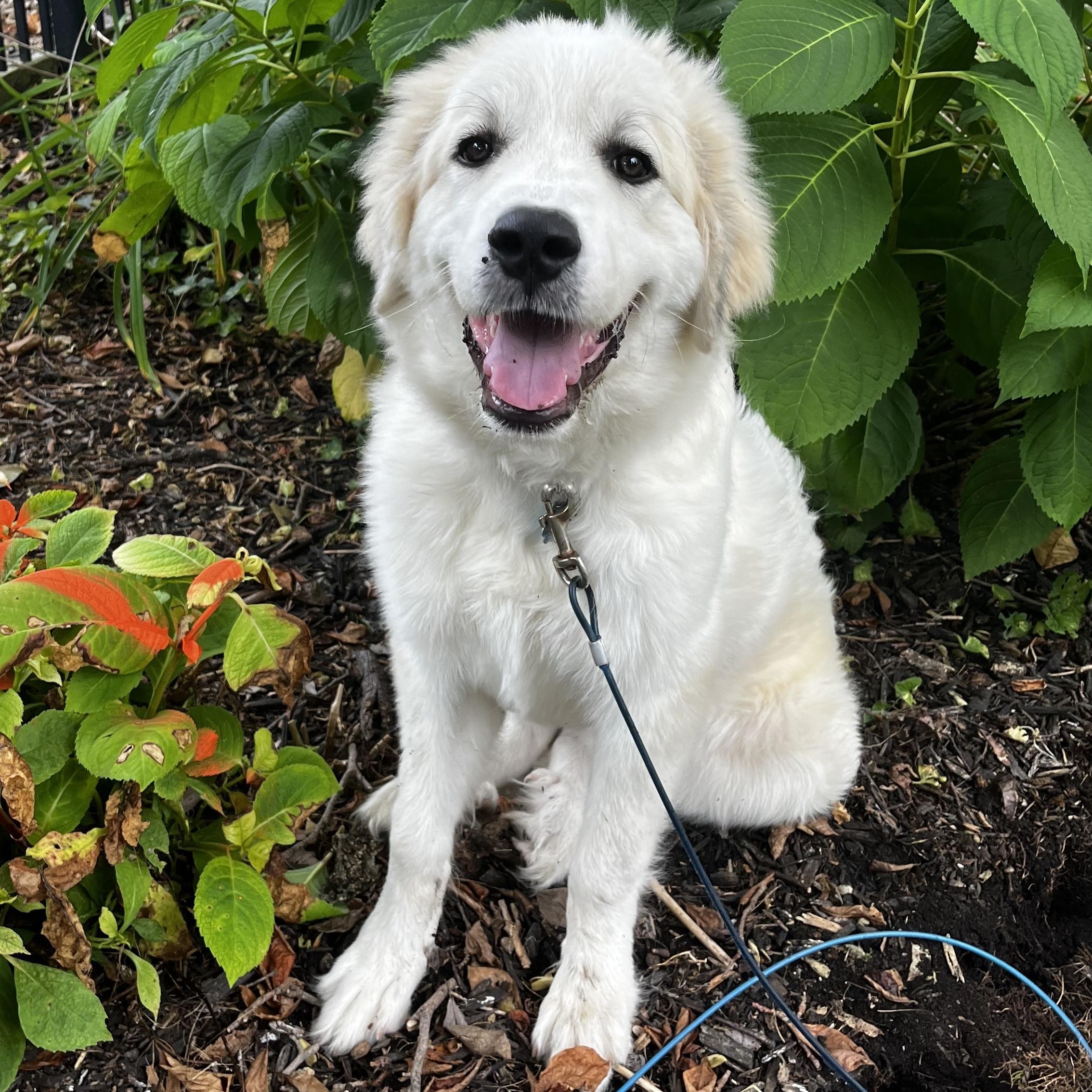 Enlarge Max- Great Pyrenees Puppy - Pending, a Adopted Great Pyrenees in Indianapolis, IN image 1/2