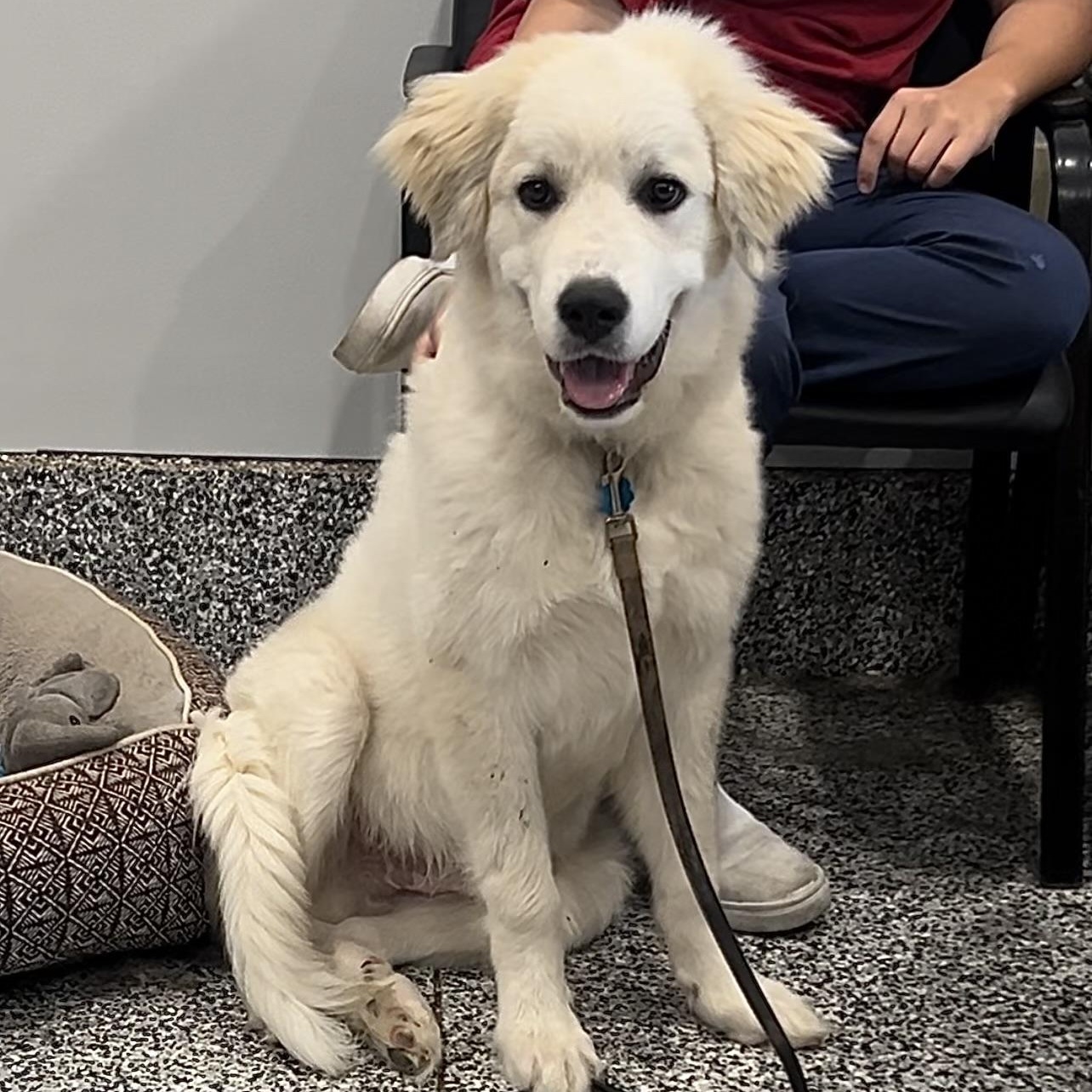 Enlarge Max- Great Pyrenees Puppy - Pending, a Adopted Great Pyrenees in Indianapolis, IN image 2/2