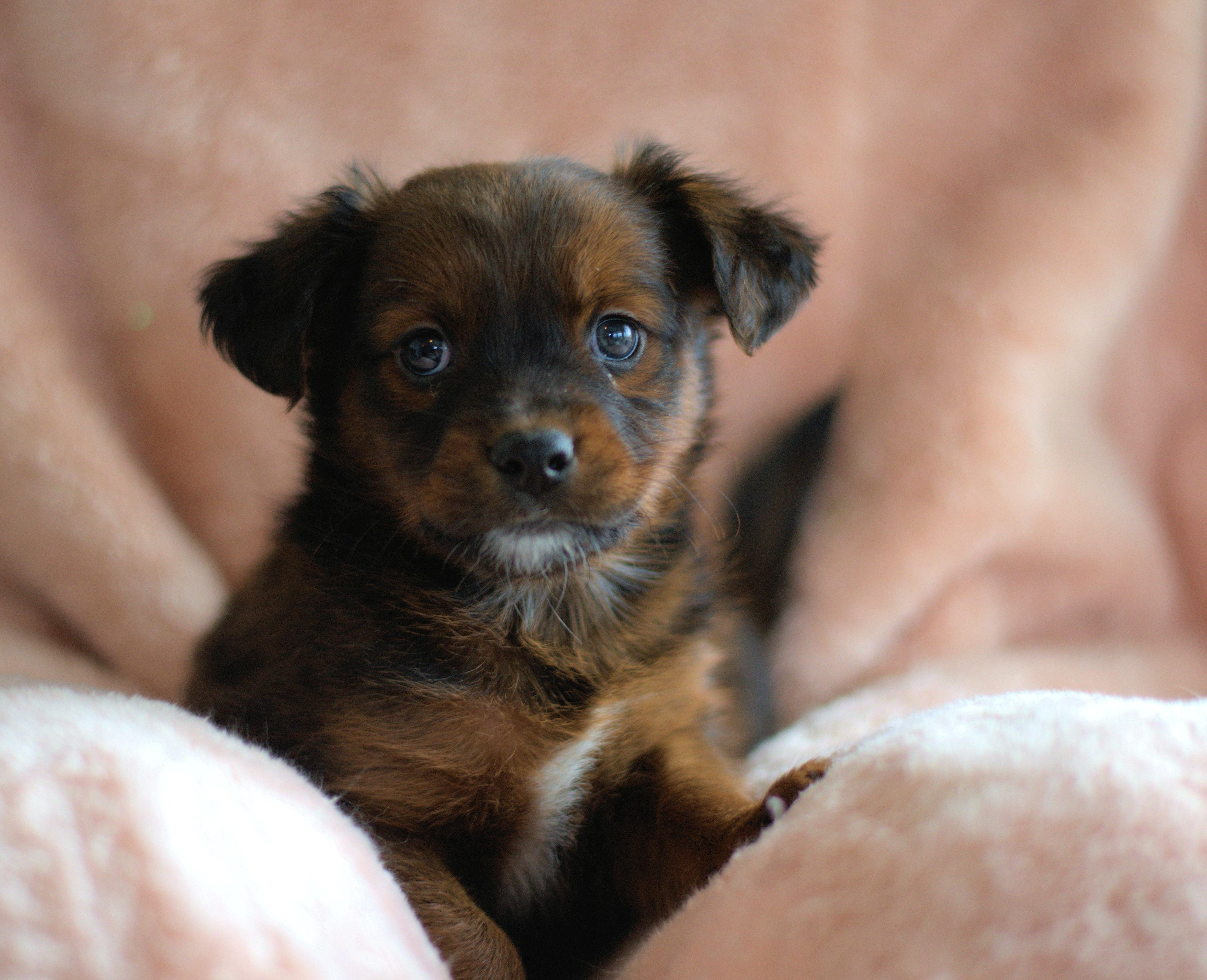 Teddy, Adoptable, Puppy Male Pomeranian & Spaniel.