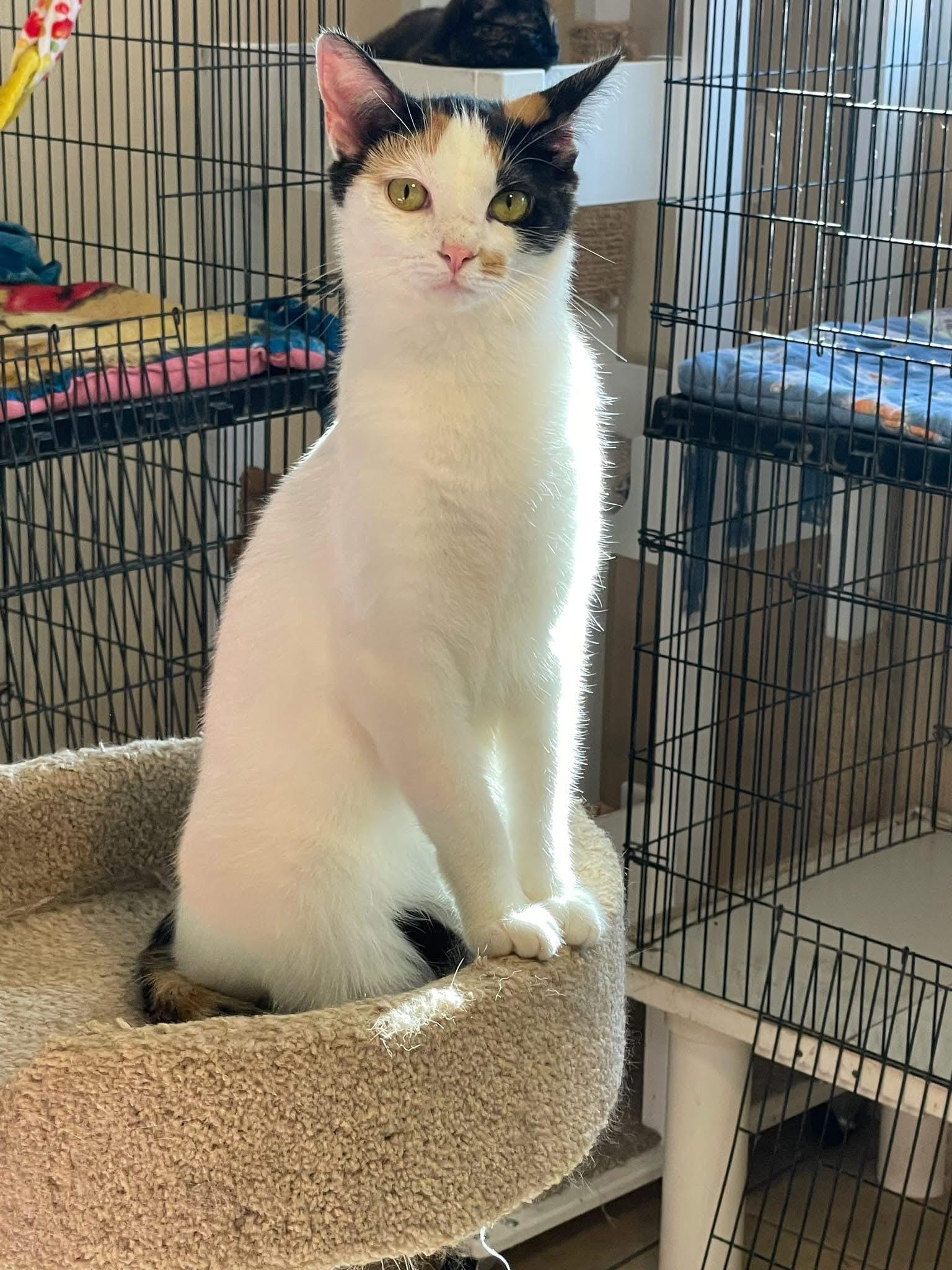 Poppy, a Adoptable mixed breed in Lacon, IL image 4/6