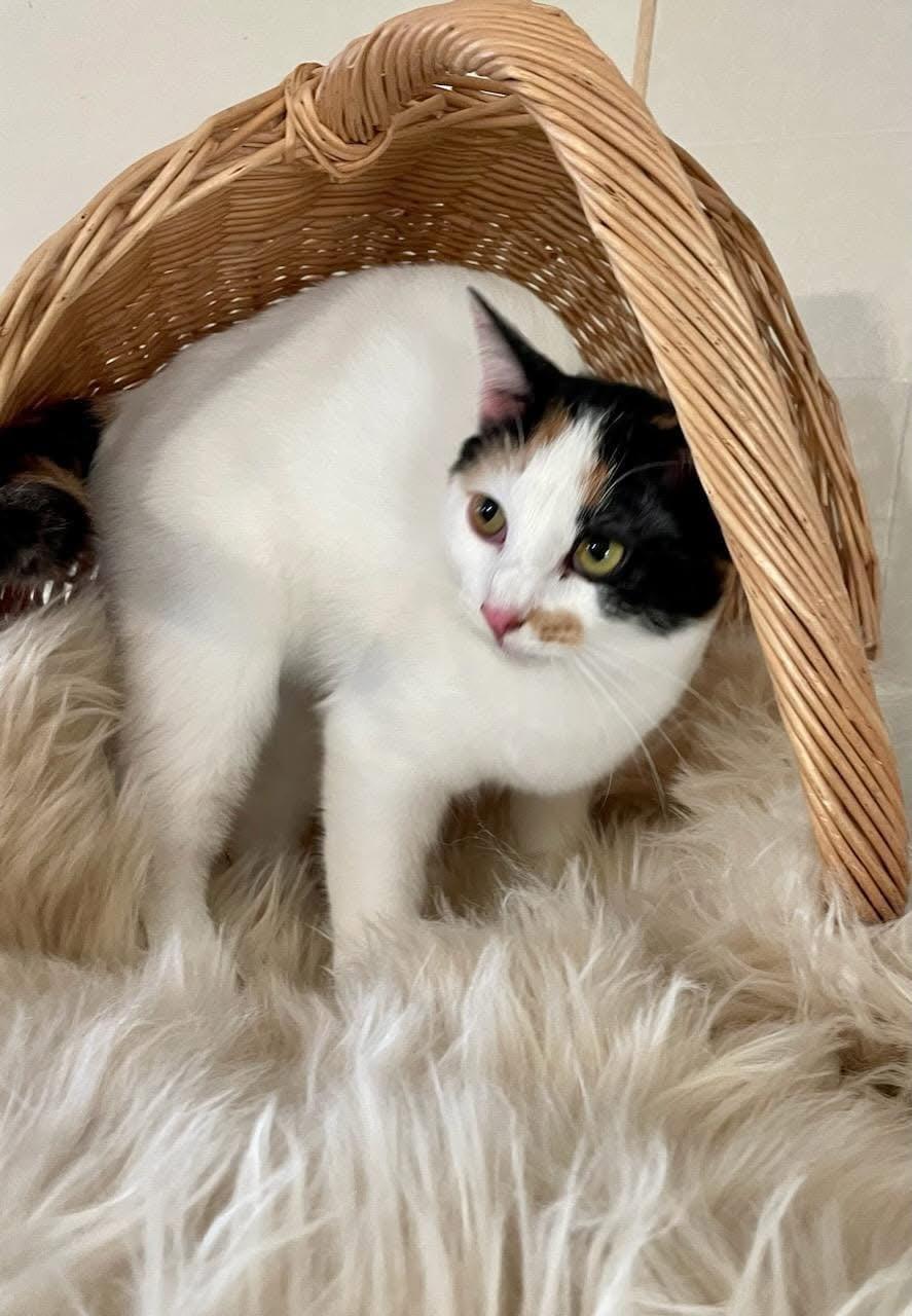 Poppy, a Adoptable mixed breed in Lacon, IL image 3/6