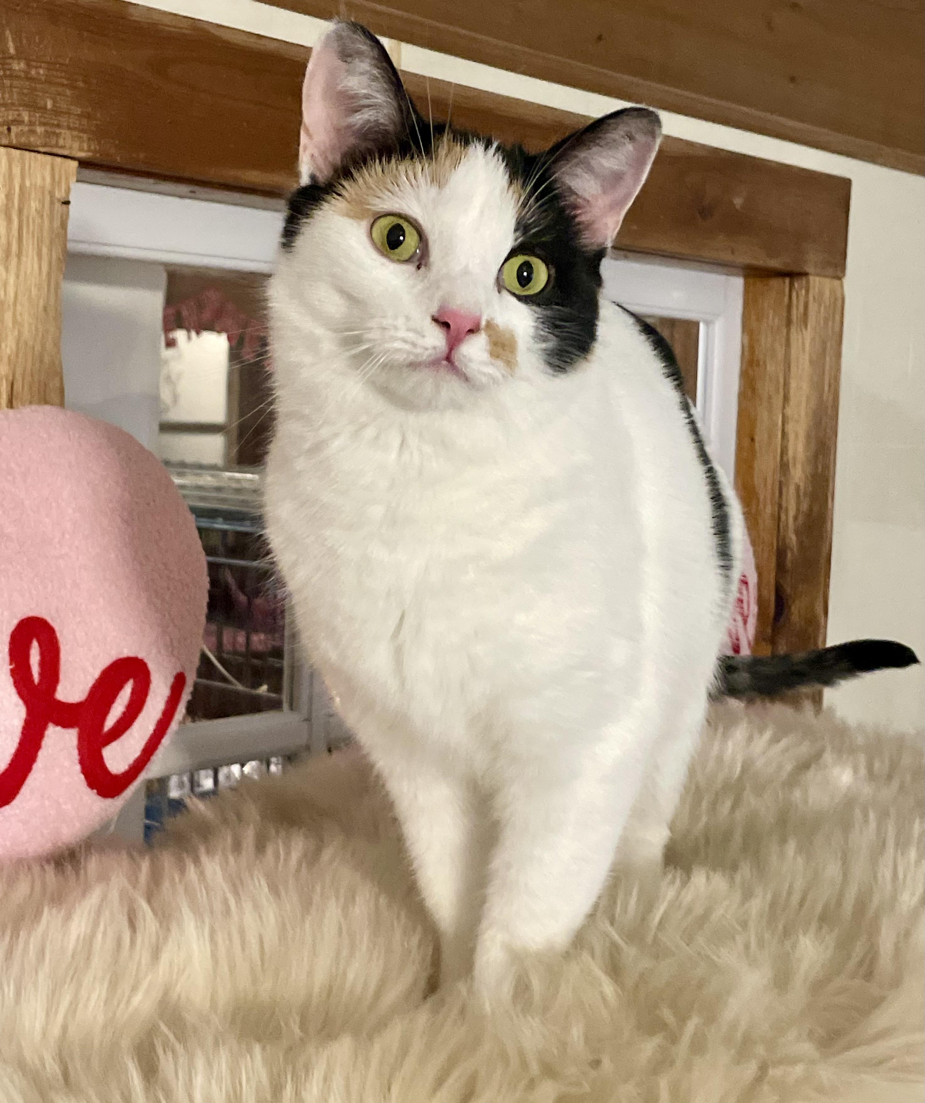 Poppy, a Adoptable mixed breed in Lacon, IL image 2/6