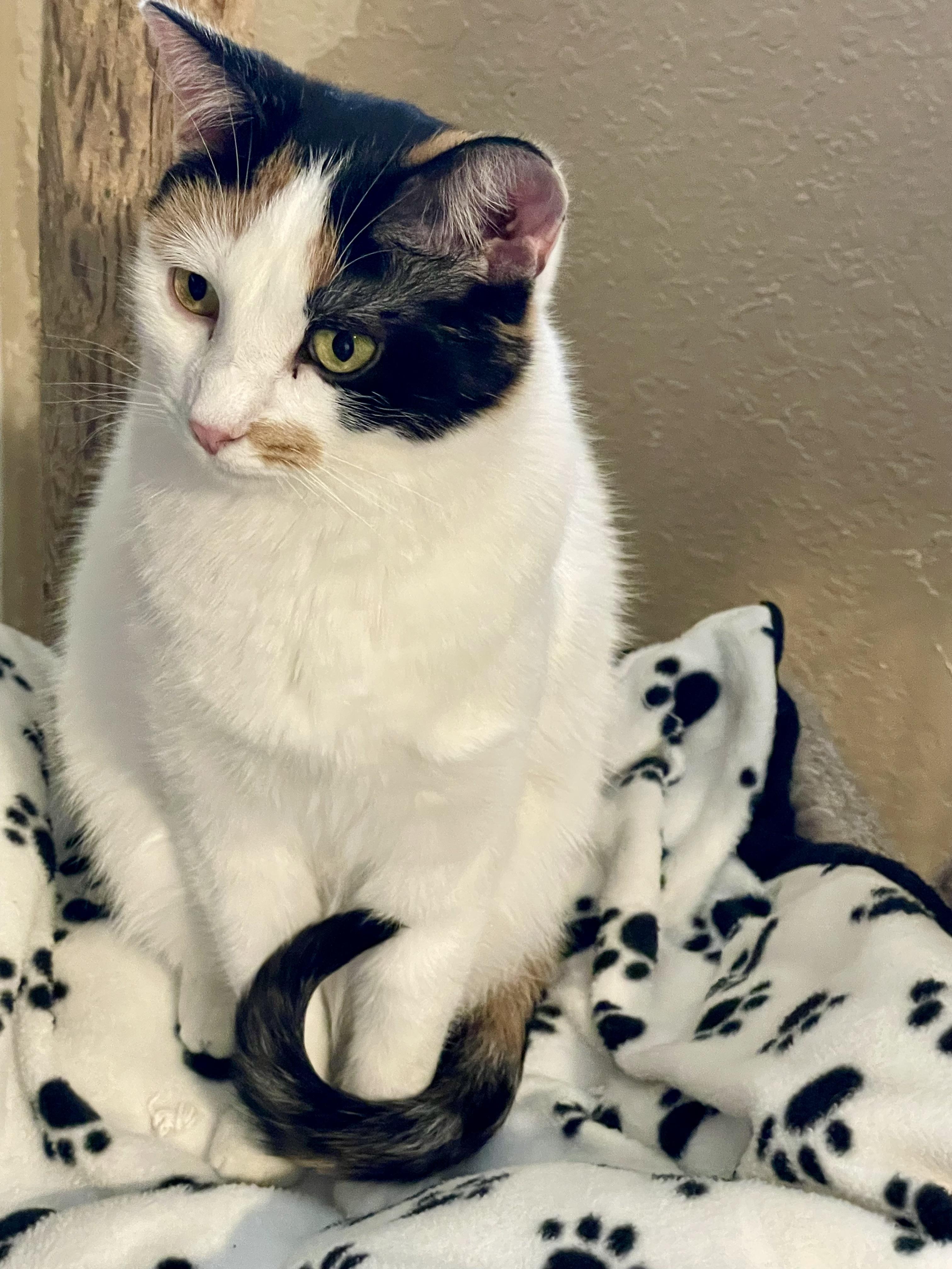 Poppy, a Adoptable mixed breed in Lacon, IL image 6/6