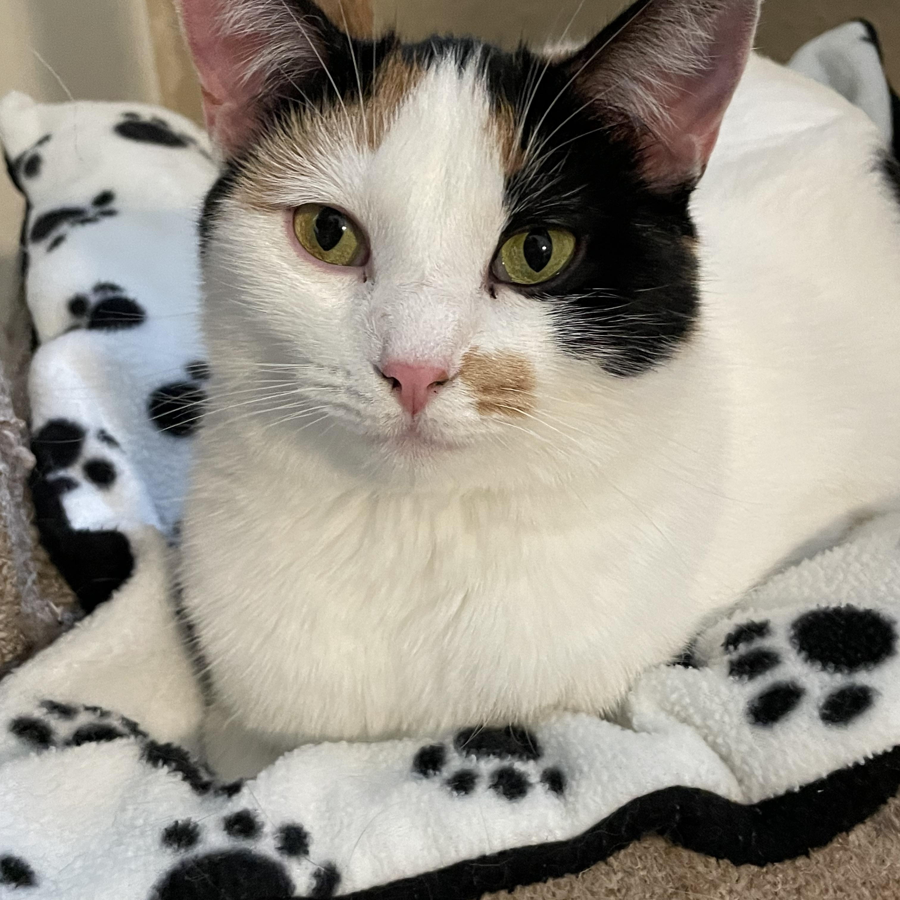 Poppy, a Adoptable mixed breed in Lacon, IL image 5/6