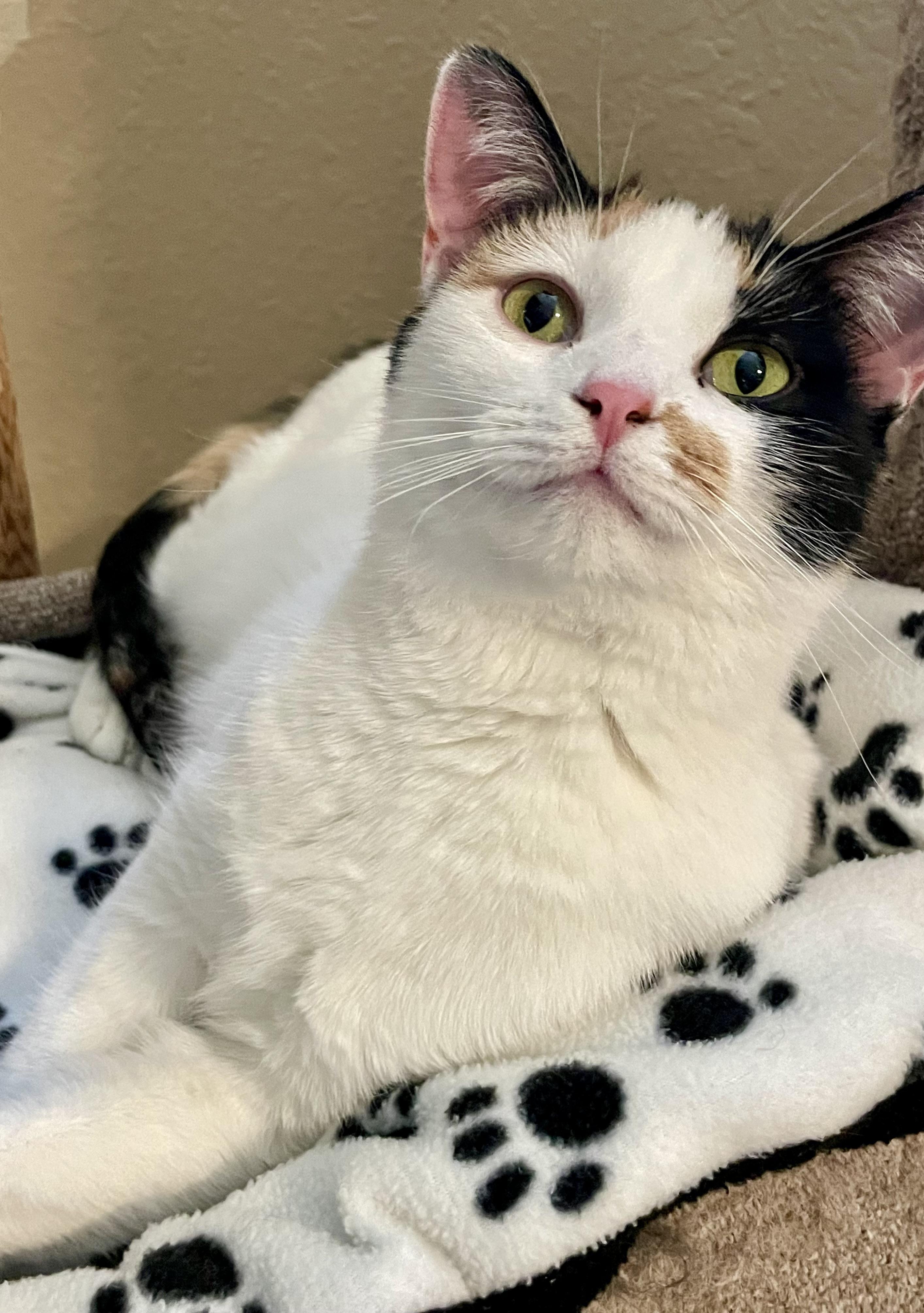 Poppy, Adoptable, Young Female Calico.