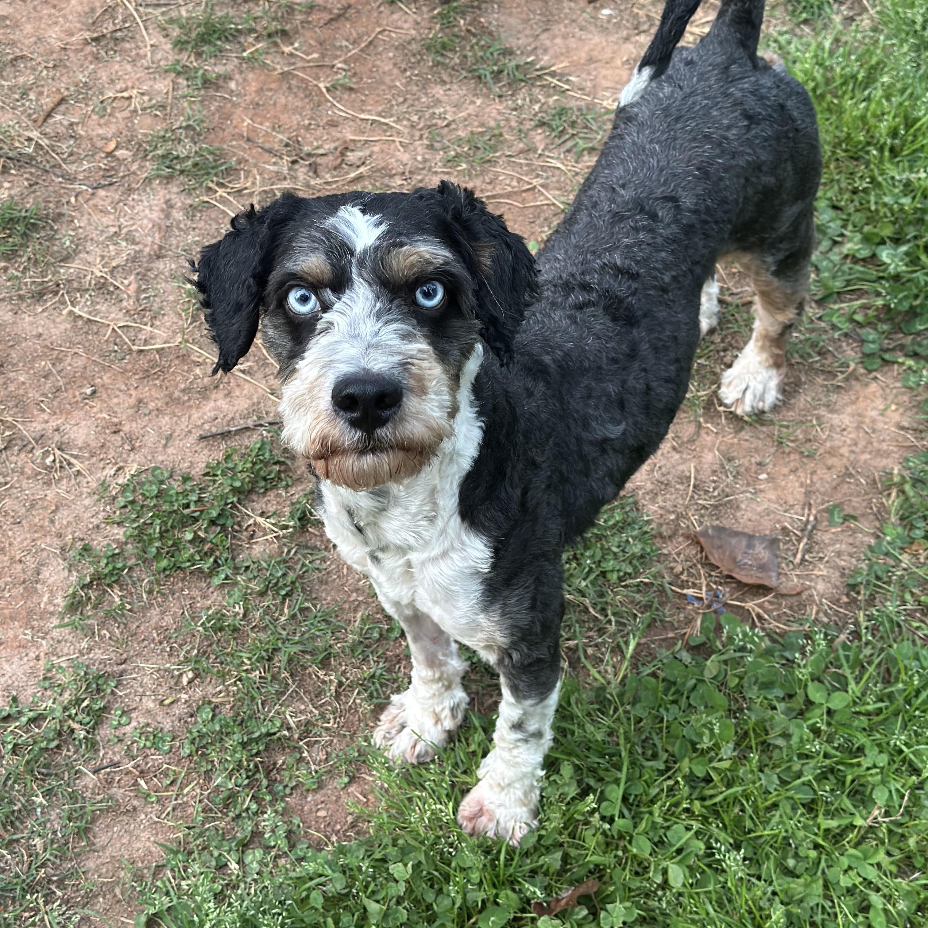 Enlarge Bartholomew, a ADOPTABLE Aussiedoodle in Atlanta, GA image 1/6