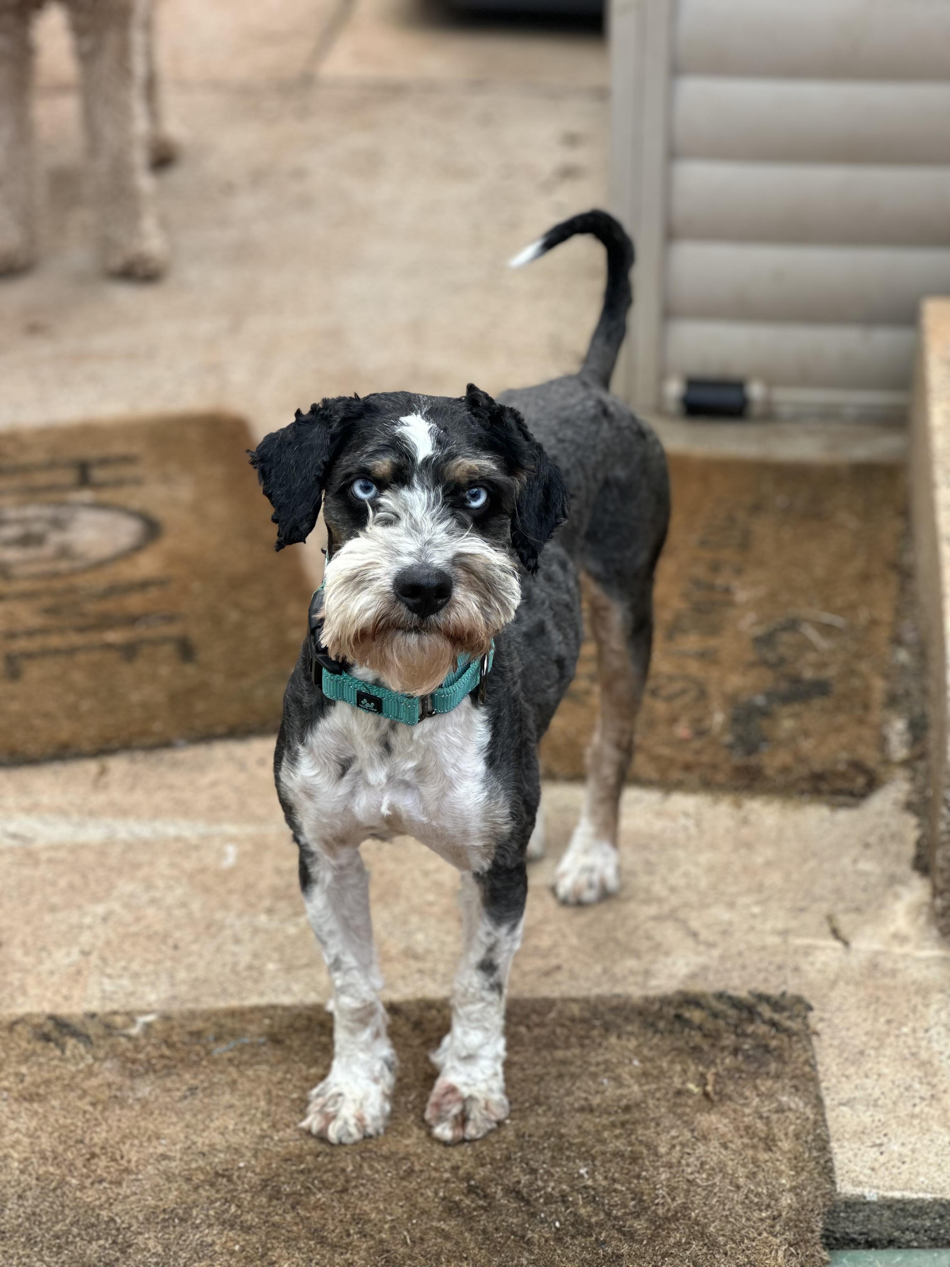 Enlarge Bartholomew, a ADOPTABLE Aussiedoodle in Atlanta, GA image 2/6