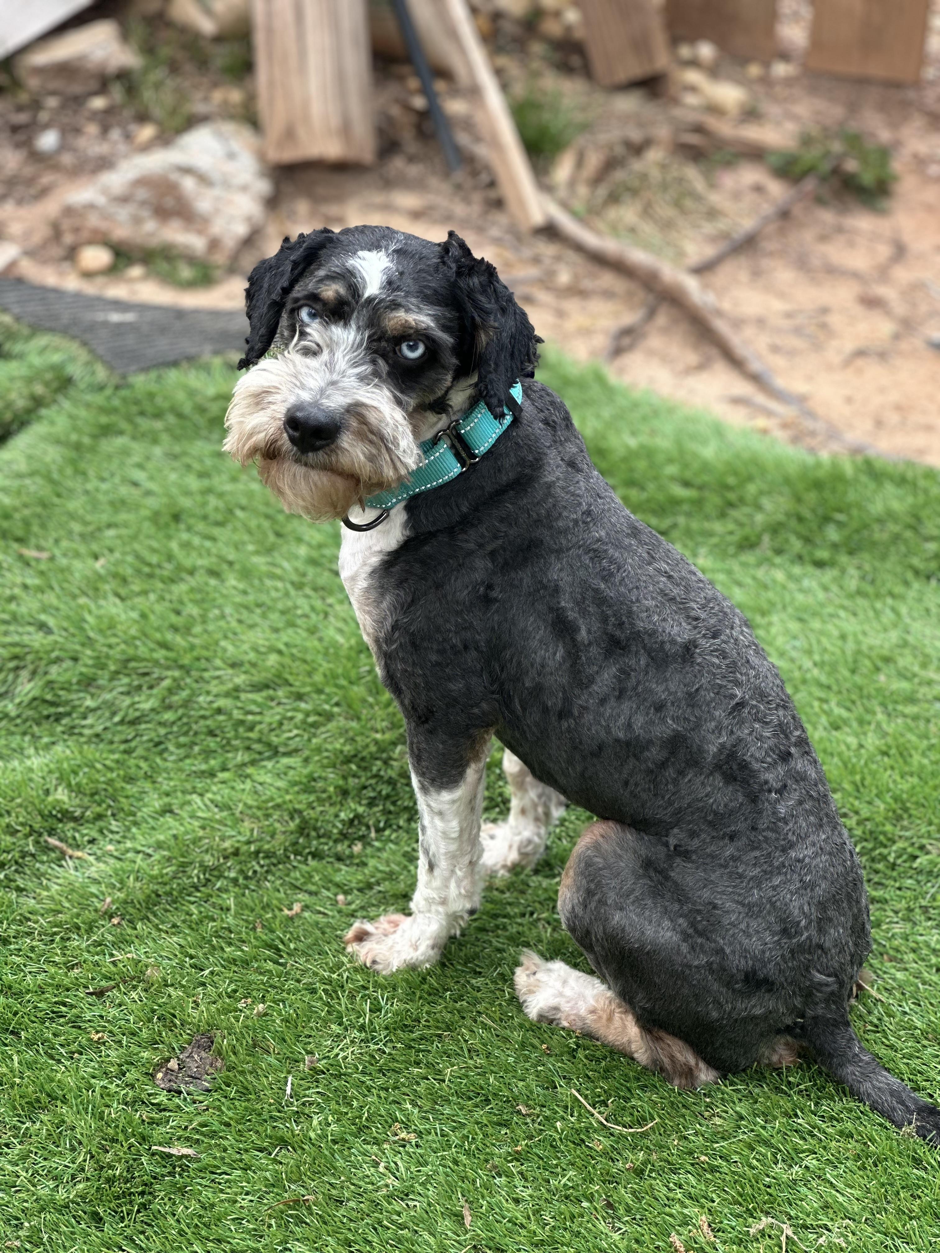 Enlarge Bartholomew, a ADOPTABLE Aussiedoodle in Atlanta, GA image 6/6