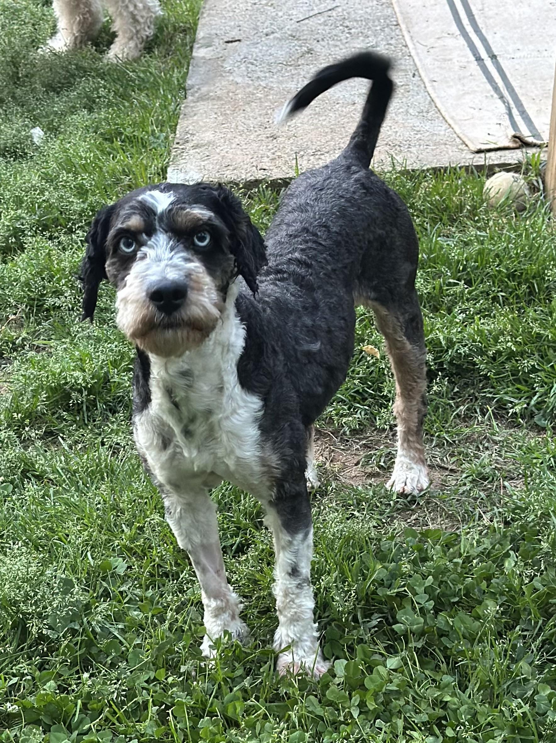 Enlarge Bartholomew, a ADOPTABLE Aussiedoodle in Atlanta, GA image 3/6