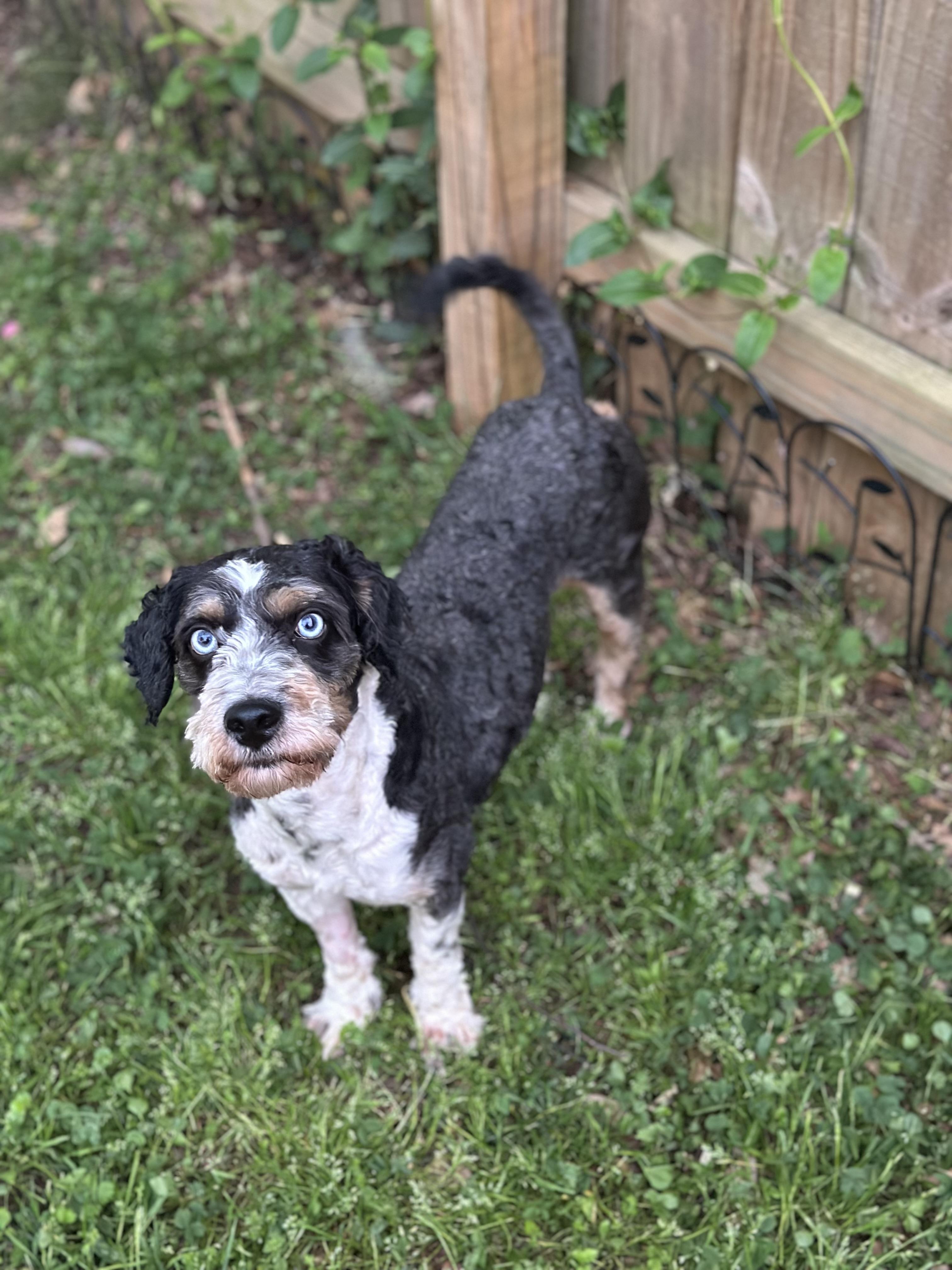 Enlarge Bartholomew, a ADOPTABLE Aussiedoodle in Atlanta, GA image 4/6