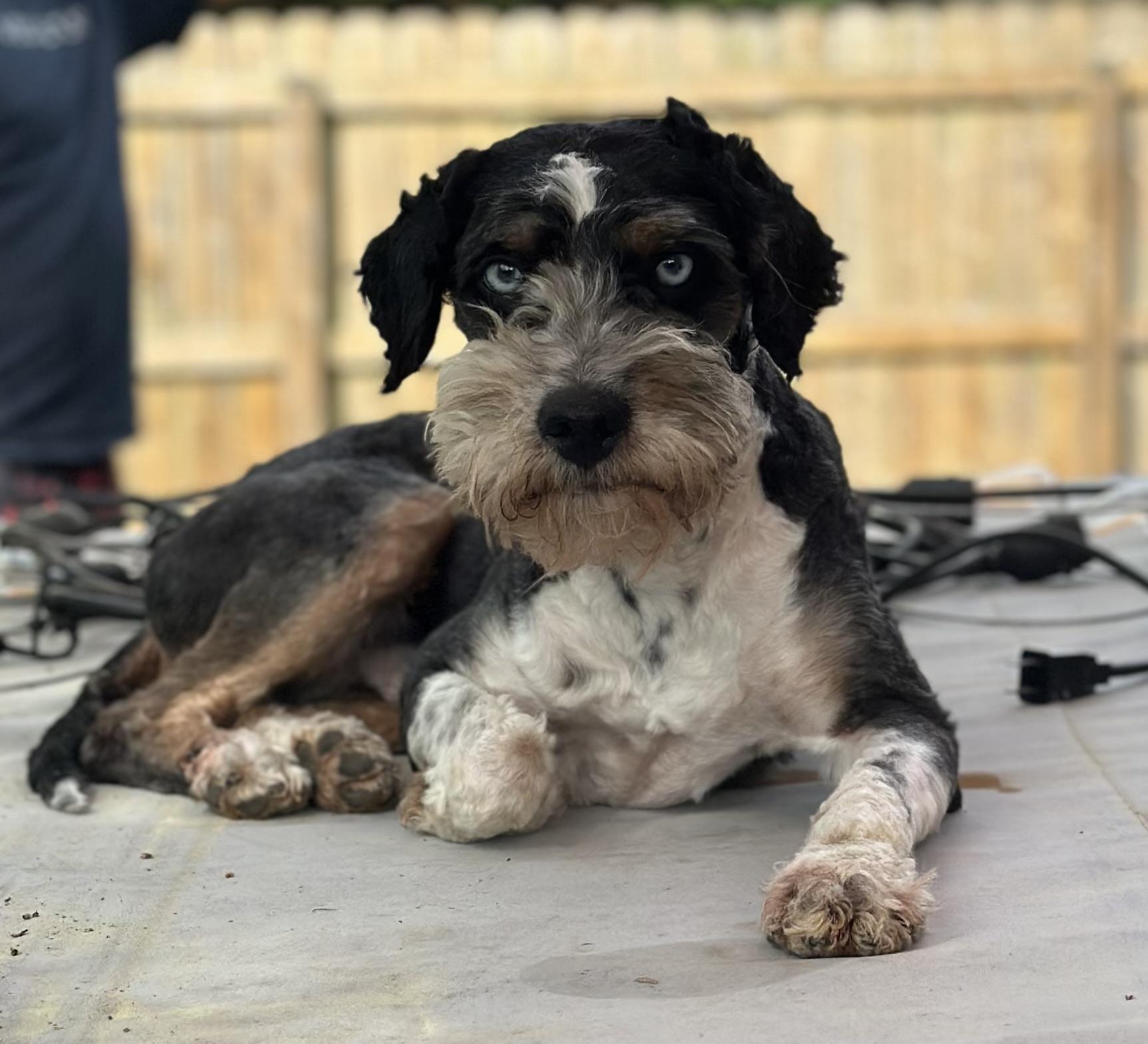 Enlarge Bartholomew, a ADOPTABLE Aussiedoodle in Atlanta, GA image 5/6