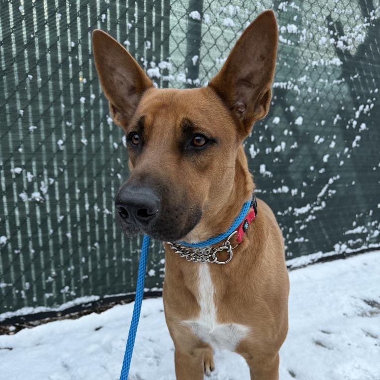 Enlarge Kalvin, an adopted mixed breed in Medford, NY image 1/1