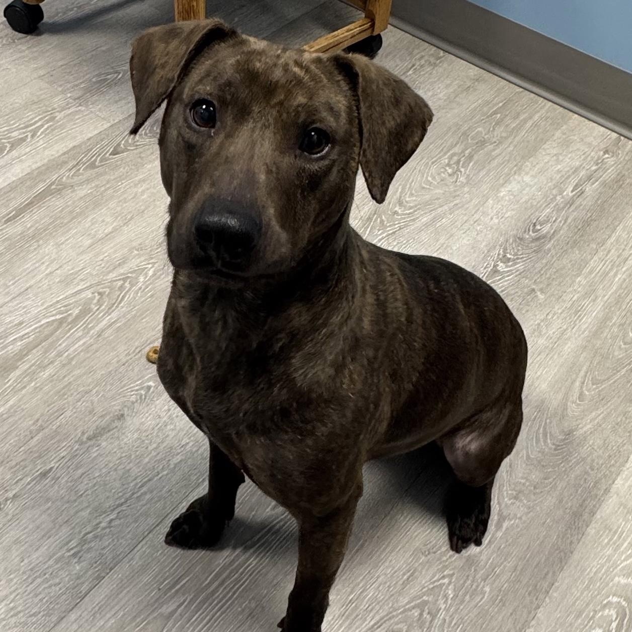 Elflynn, adopted, Young Female Pit Bull Terrier.