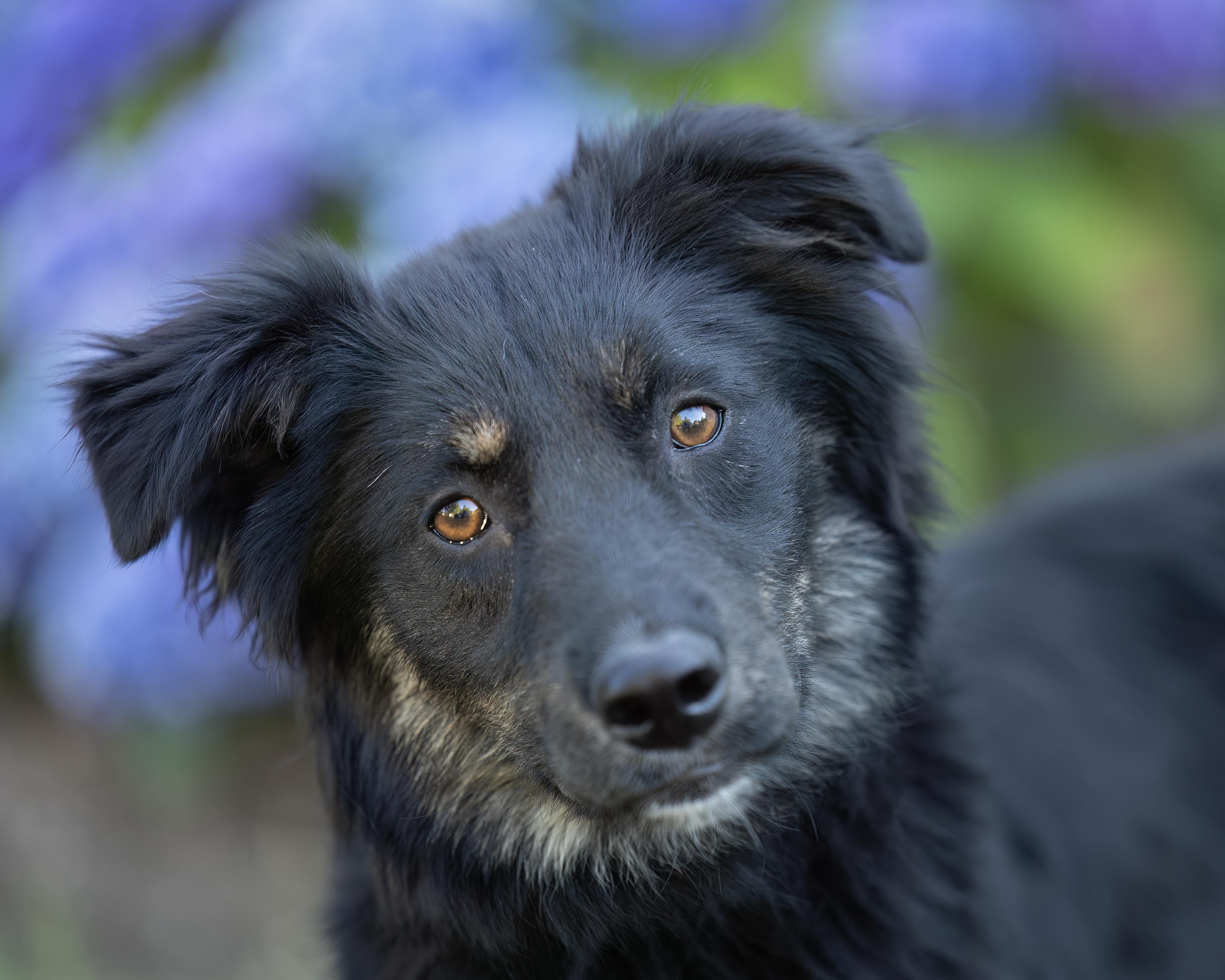 Enlarge Mesa ARPH # 14673, a Adopted Australian Shepherd in Olympia, WA image 1/5