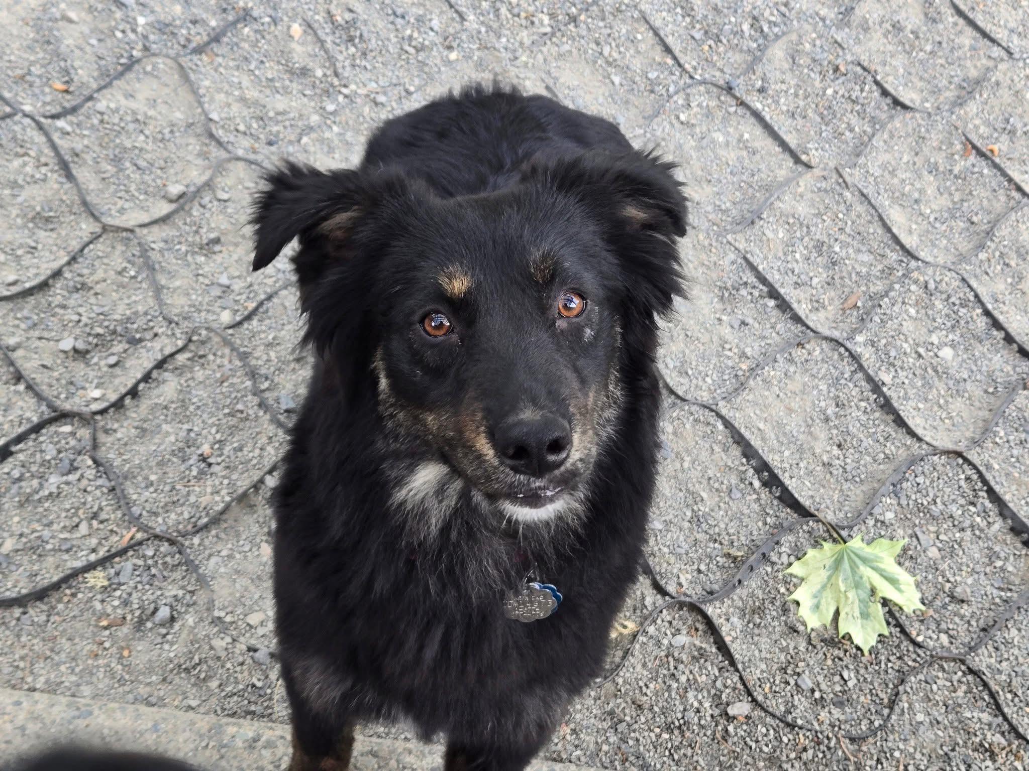 Enlarge Mesa ARPH # 14673, a Adopted Australian Shepherd in Olympia, WA image 5/5