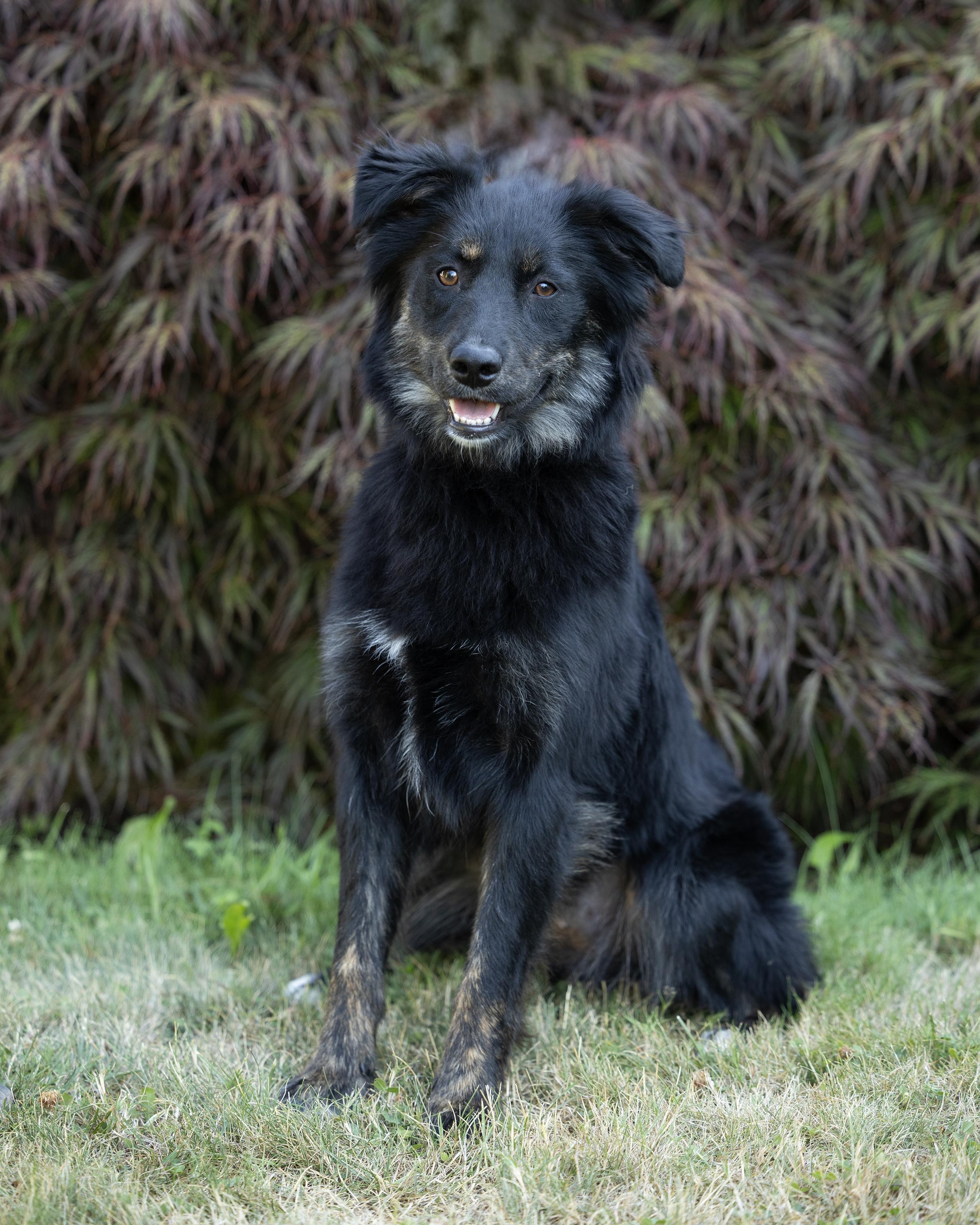 Enlarge Mesa ARPH # 14673, a Adopted Australian Shepherd in Olympia, WA image 2/5