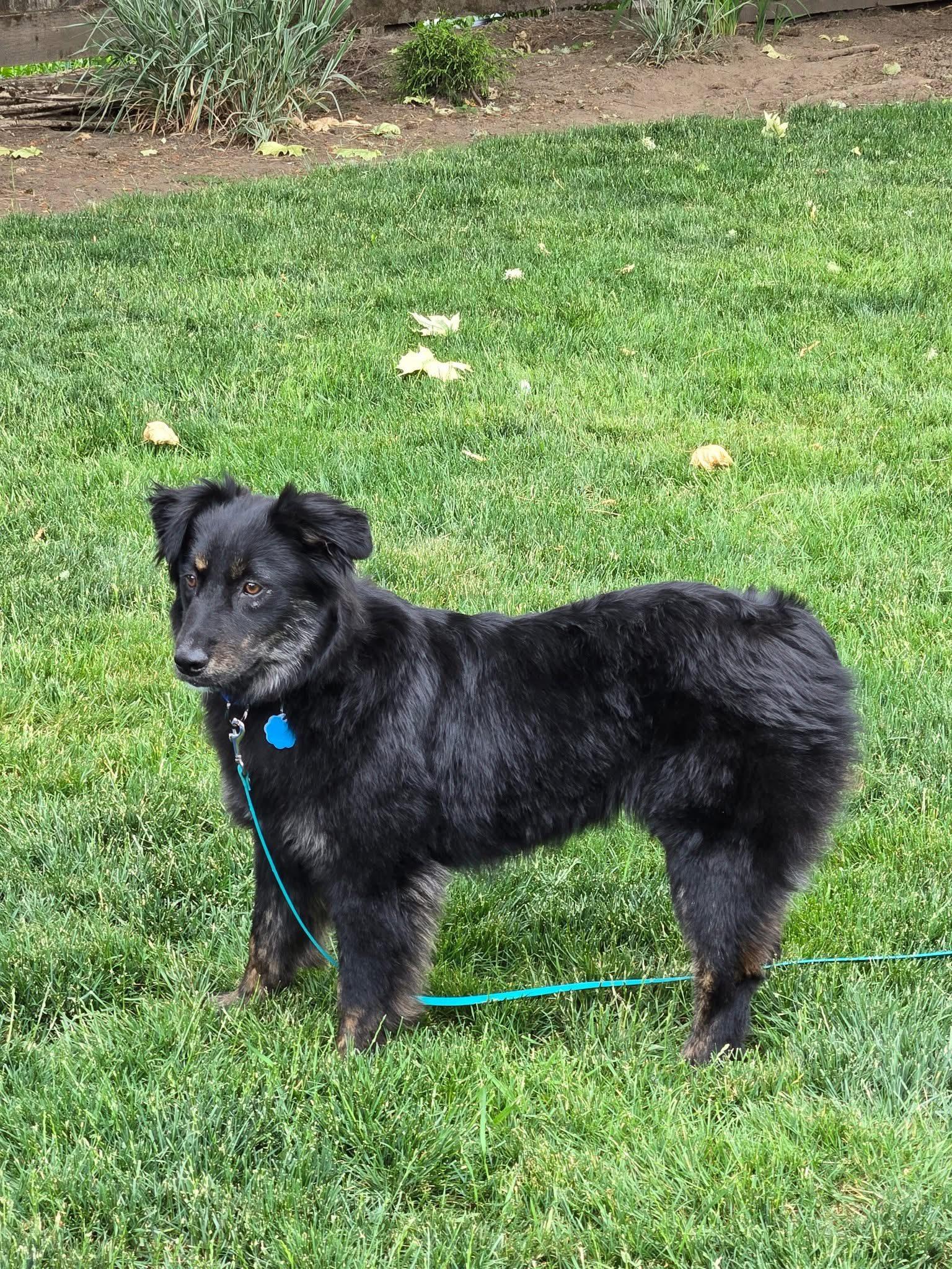 Enlarge Mesa ARPH # 14673, a Adopted Australian Shepherd in Olympia, WA image 4/5