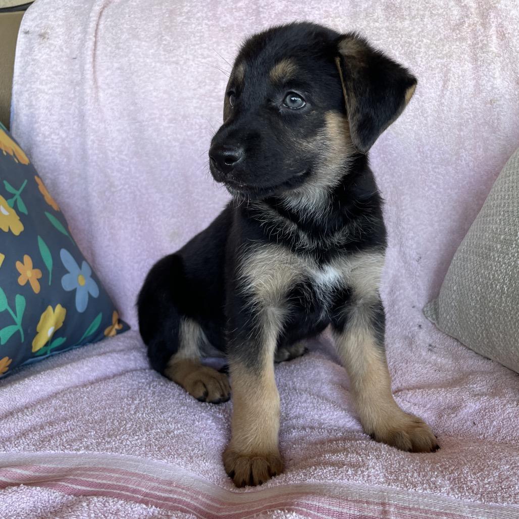 Sweetie, a Adoptable German Shepherd Dog in Tucson, AZ image 2/2