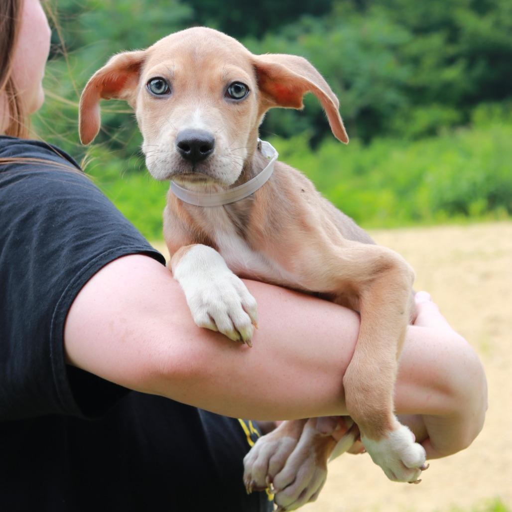 CT Avery avail Aug 15 ( Tractor Supply- Putnam, CT), Adoptable, Puppy Male Labrador Retriever & Mixed Breed.