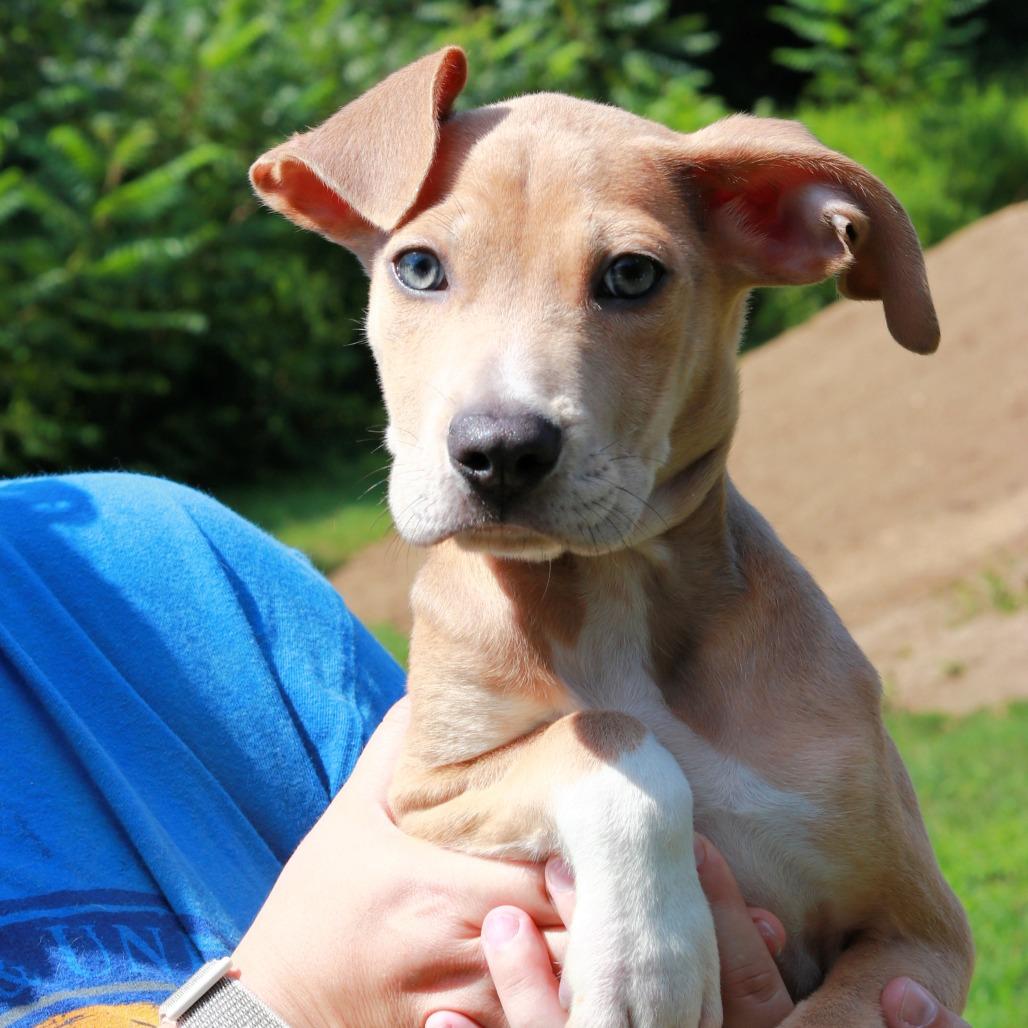 CT Avery avail Aug 15 ( Tractor Supply- Putnam, CT), a Adoptable mixed breed in Stormville, NY image 2/5