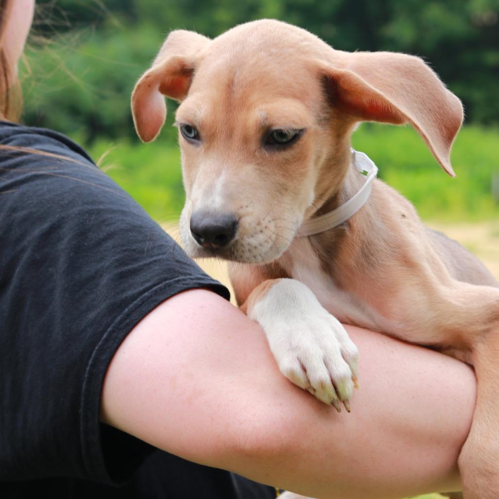 CT Avery avail Aug 15 ( Tractor Supply- Putnam, CT), a Adoptable mixed breed in Stormville, NY image 3/5