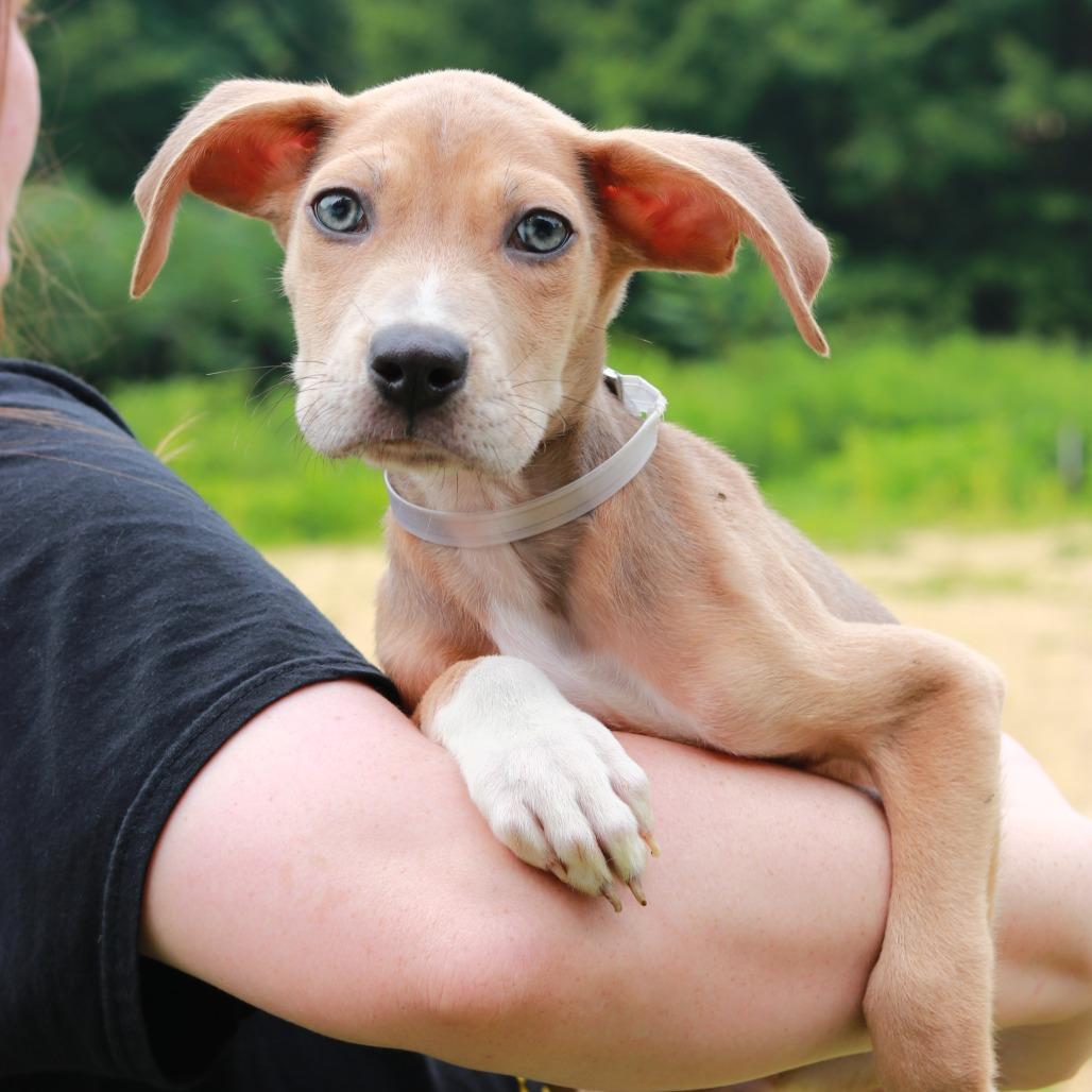 CT Avery avail Aug 15 ( Tractor Supply- Putnam, CT), a Adoptable mixed breed in Stormville, NY image 4/5
