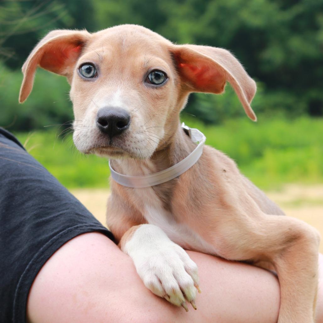 CT Avery avail Aug 15 ( Tractor Supply- Putnam, CT), a Adoptable mixed breed in Stormville, NY image 5/5