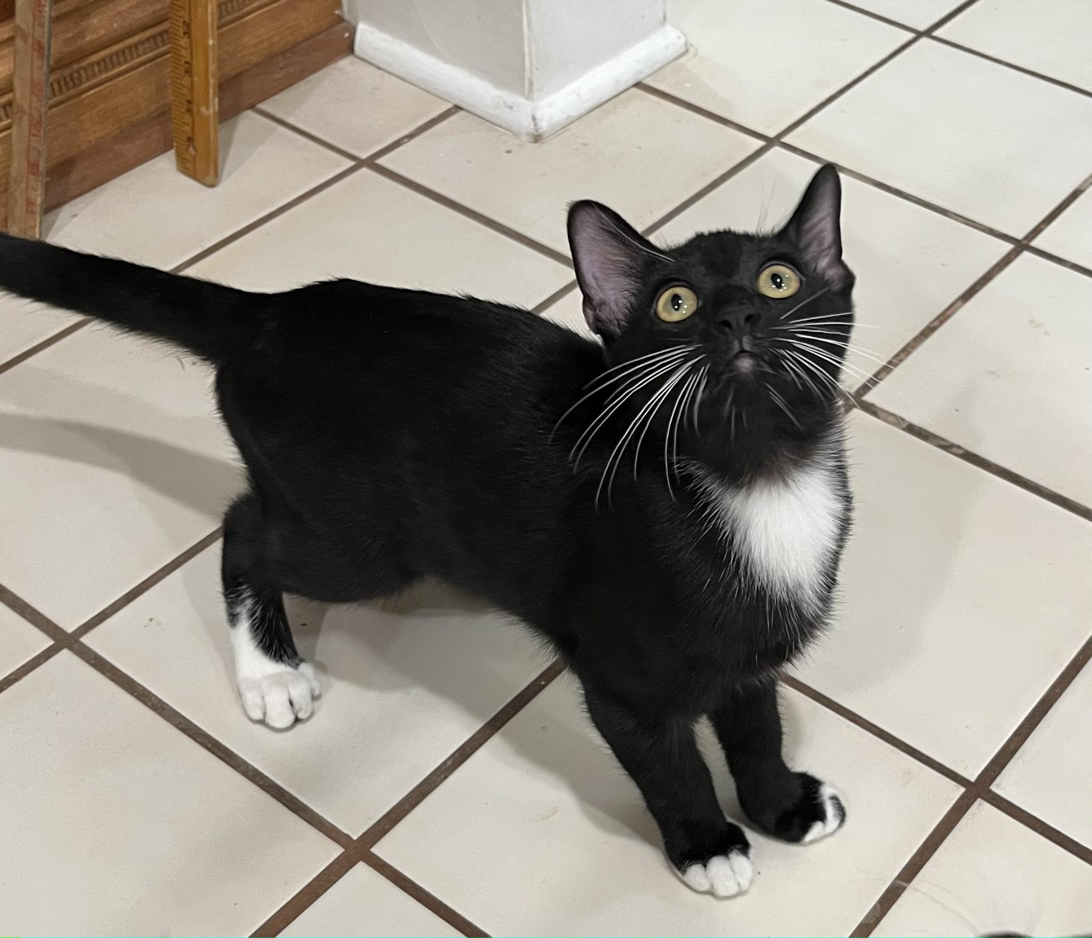 AJ, a Adoptable American Shorthair in Allen, TX image 1/6