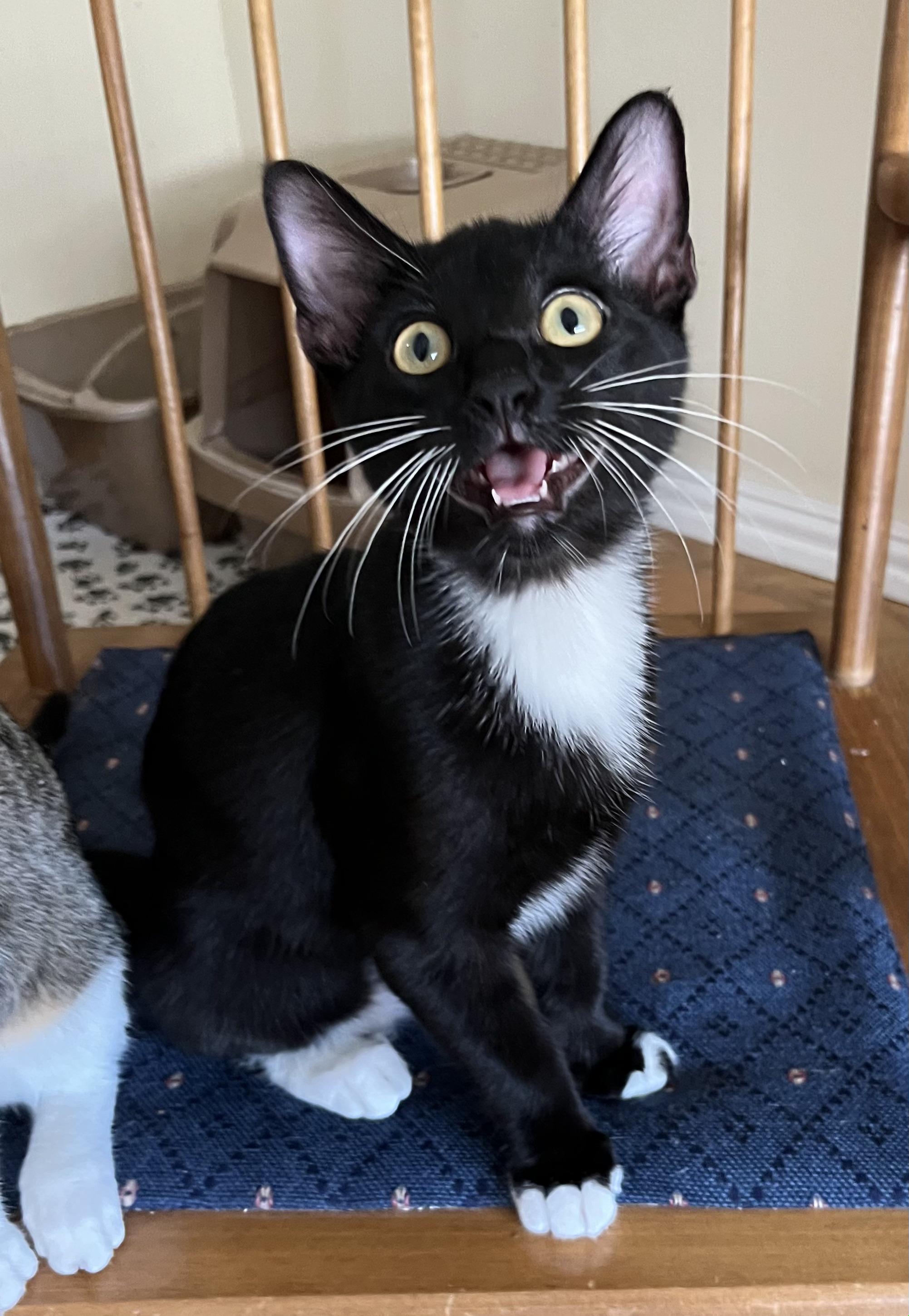 AJ, a Adoptable American Shorthair in Allen, TX image 2/6